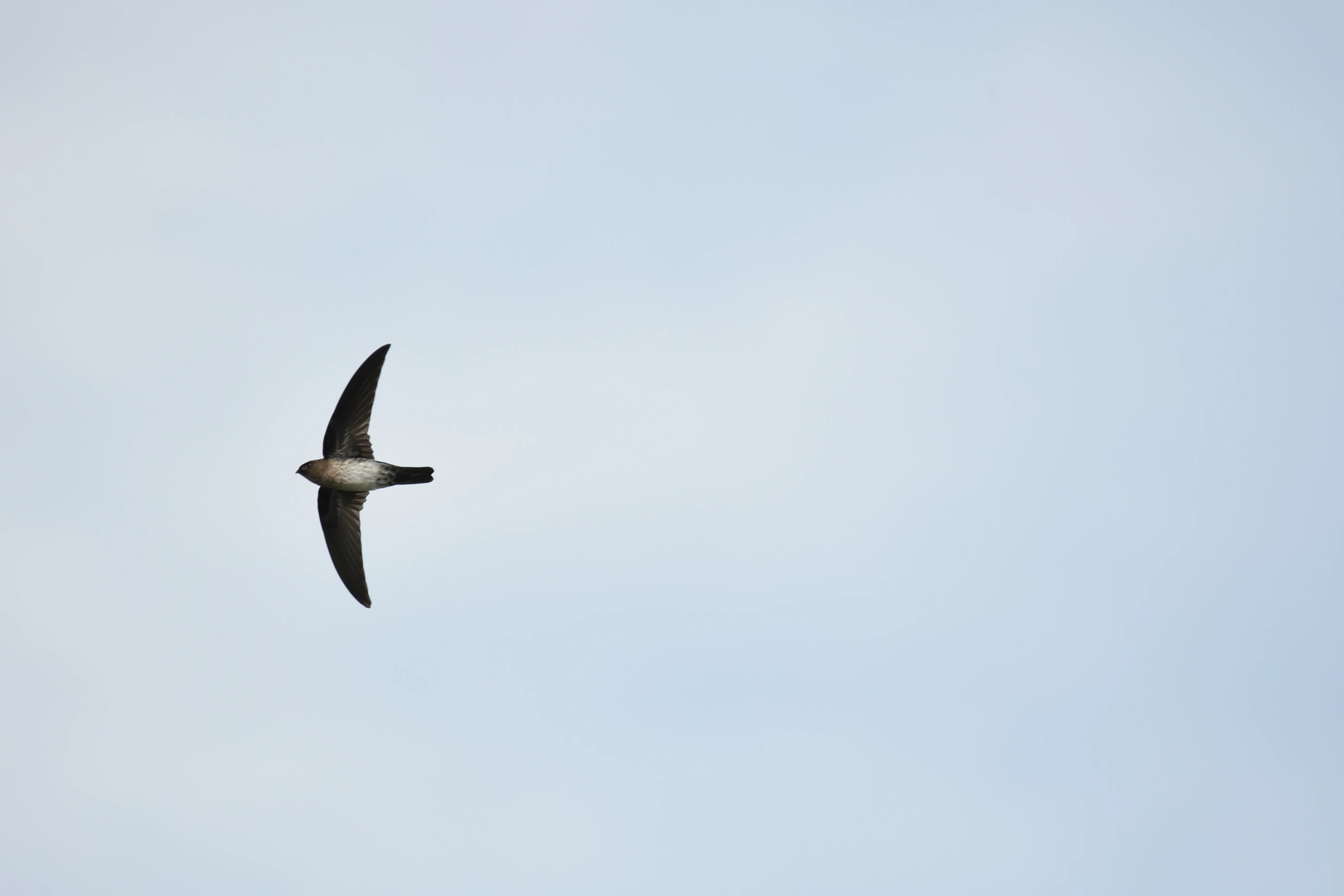 機材レビュー #01] AF-P NIKKOR 70-300mm f/4.5-5.6E ED VRって野鳥に