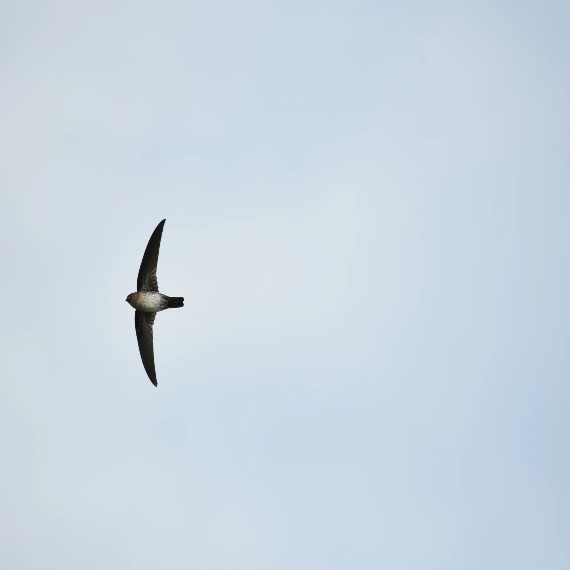 機材レビュー #01] AF-P NIKKOR 70-300mm f/4.5-5.6E ED VRって野鳥に 