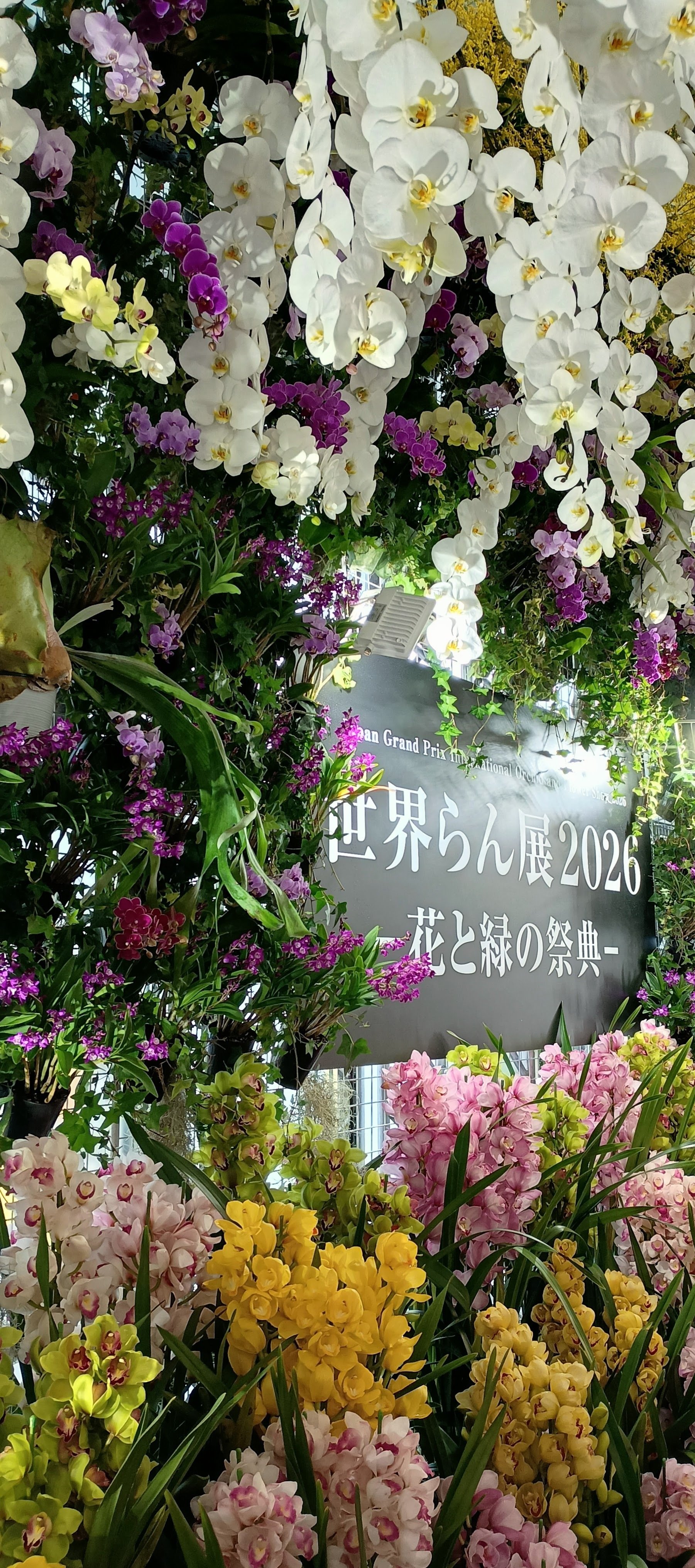 世界らん展｜百日草