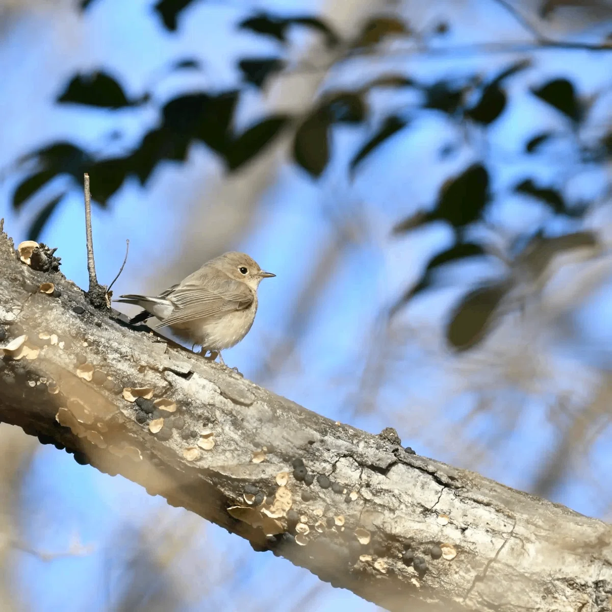 機材レビュー #01] AF-P NIKKOR 70-300mm f/4.5-5.6E ED VRって野鳥に