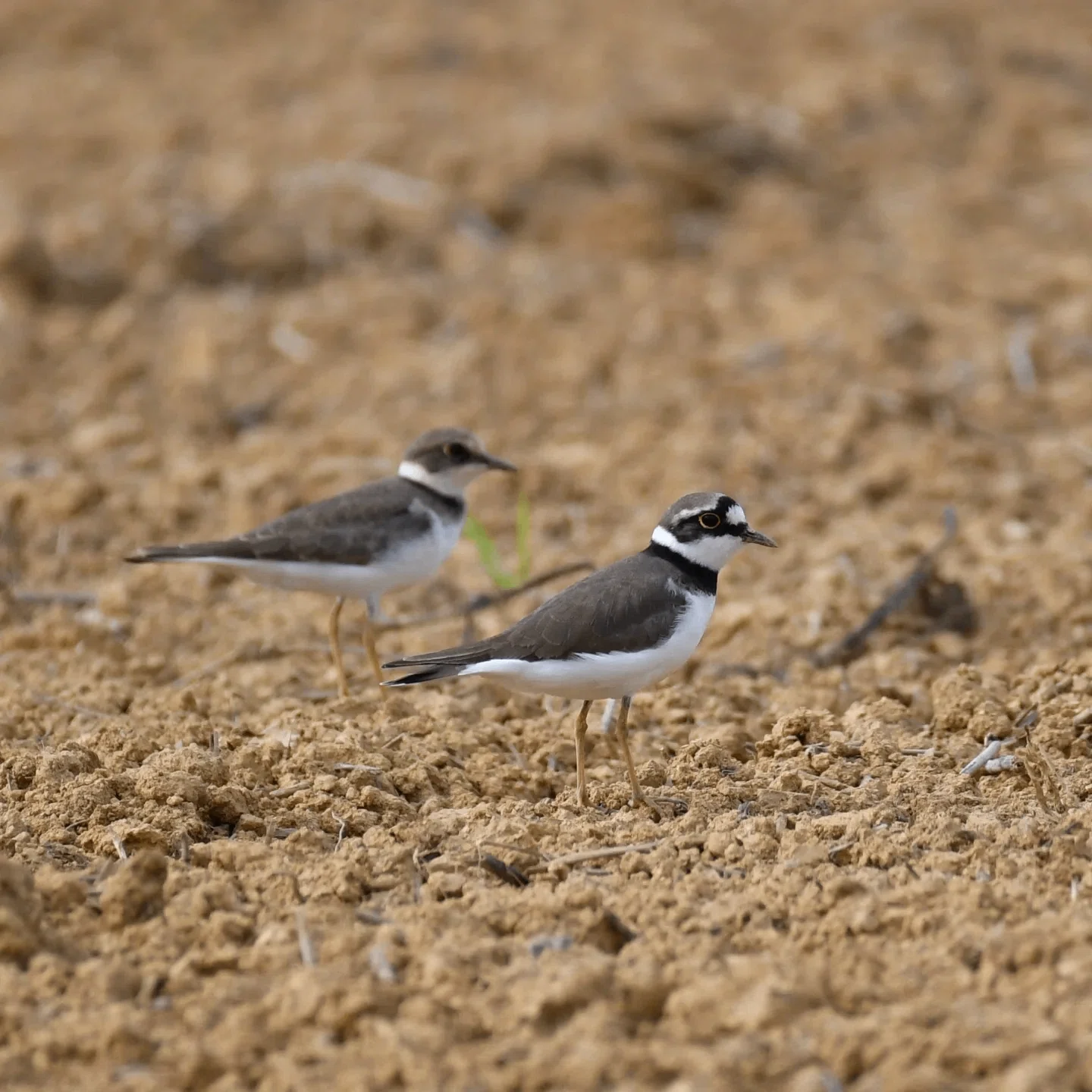 機材レビュー #01] AF-P NIKKOR 70-300mm f/4.5-5.6E ED VRって野鳥に