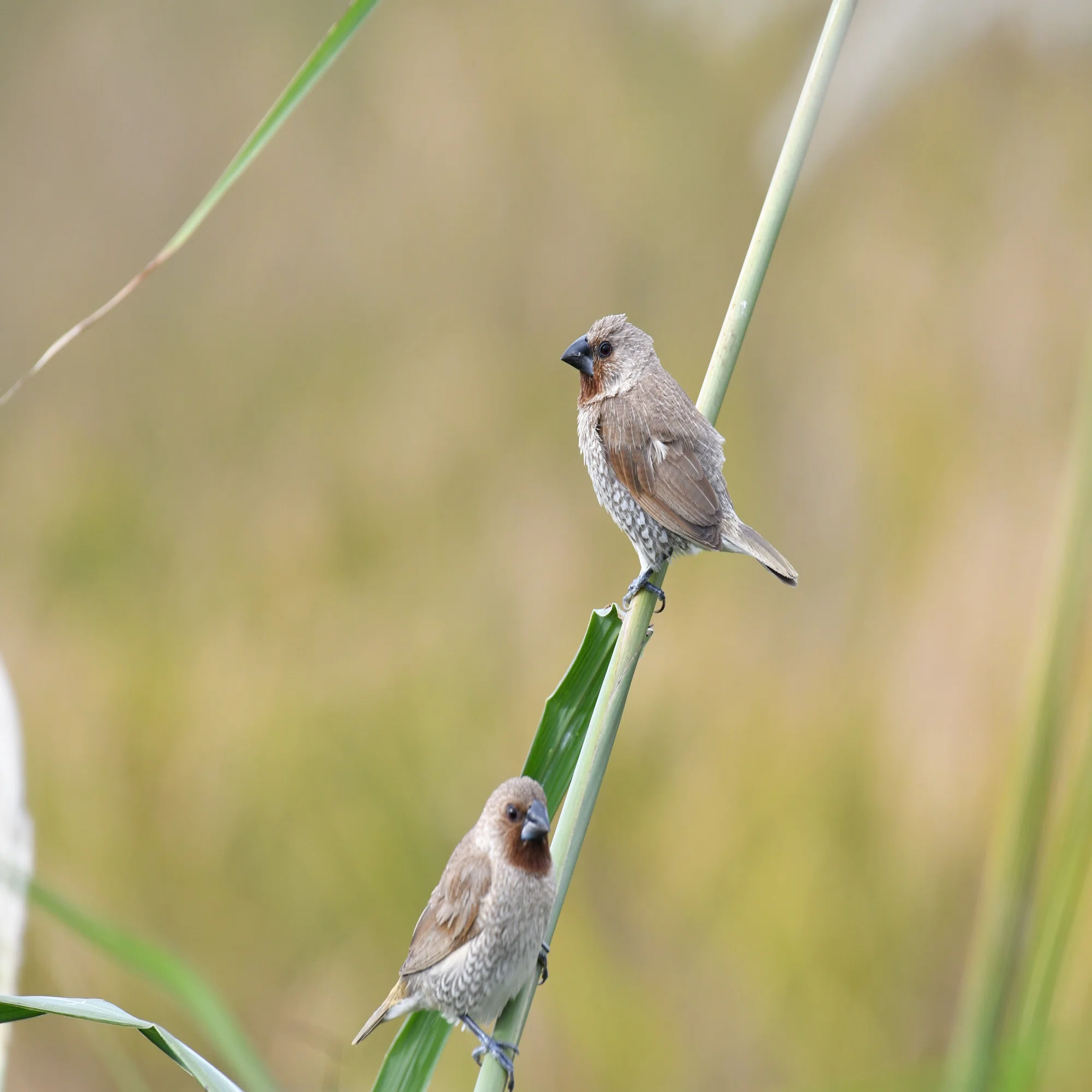 機材レビュー #01] AF-P NIKKOR 70-300mm f/4.5-5.6E ED VRって野鳥に 