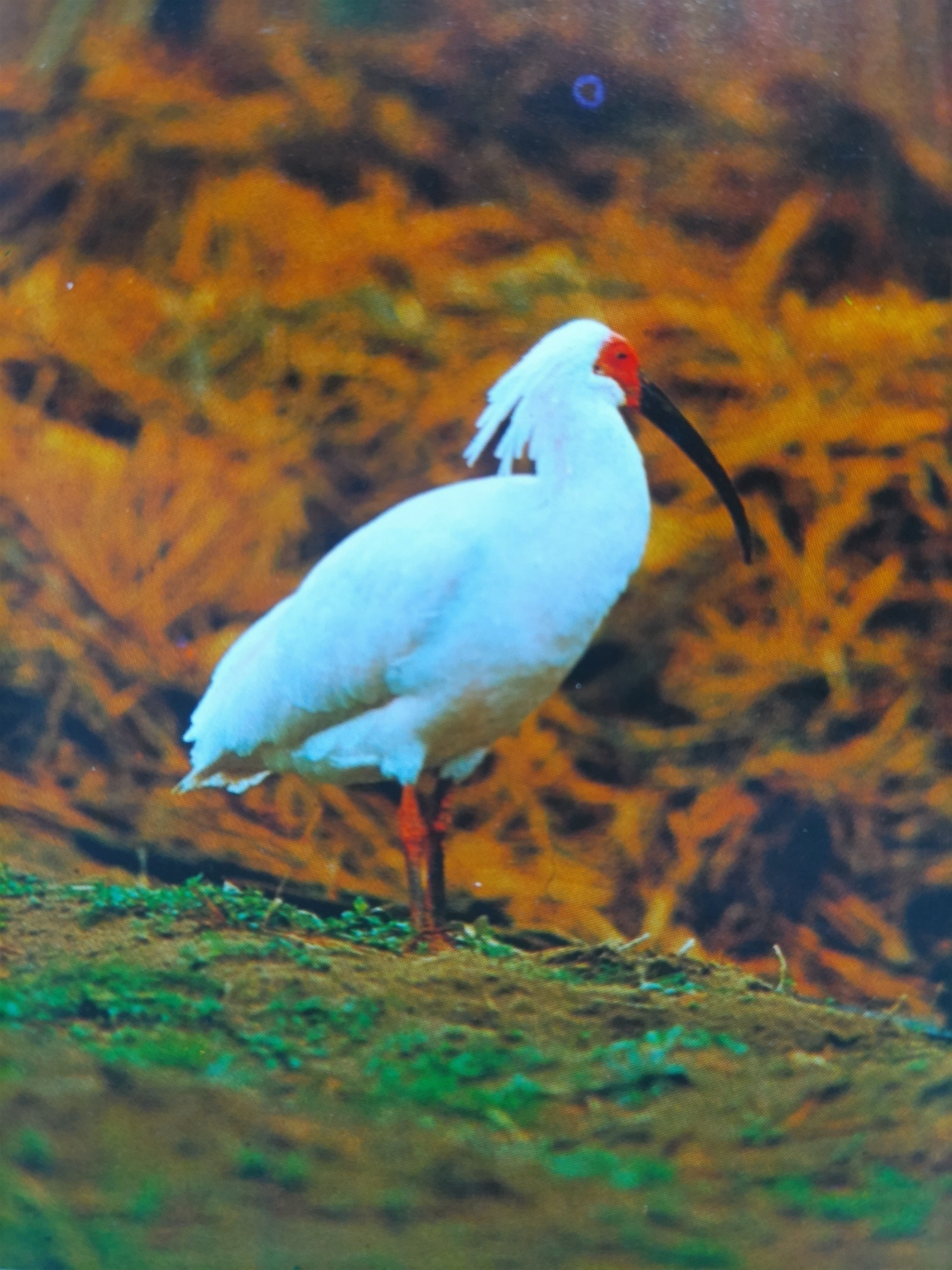 朱鷺 絶滅種、朱鷺(トキ)。｜ミシマフクロウ