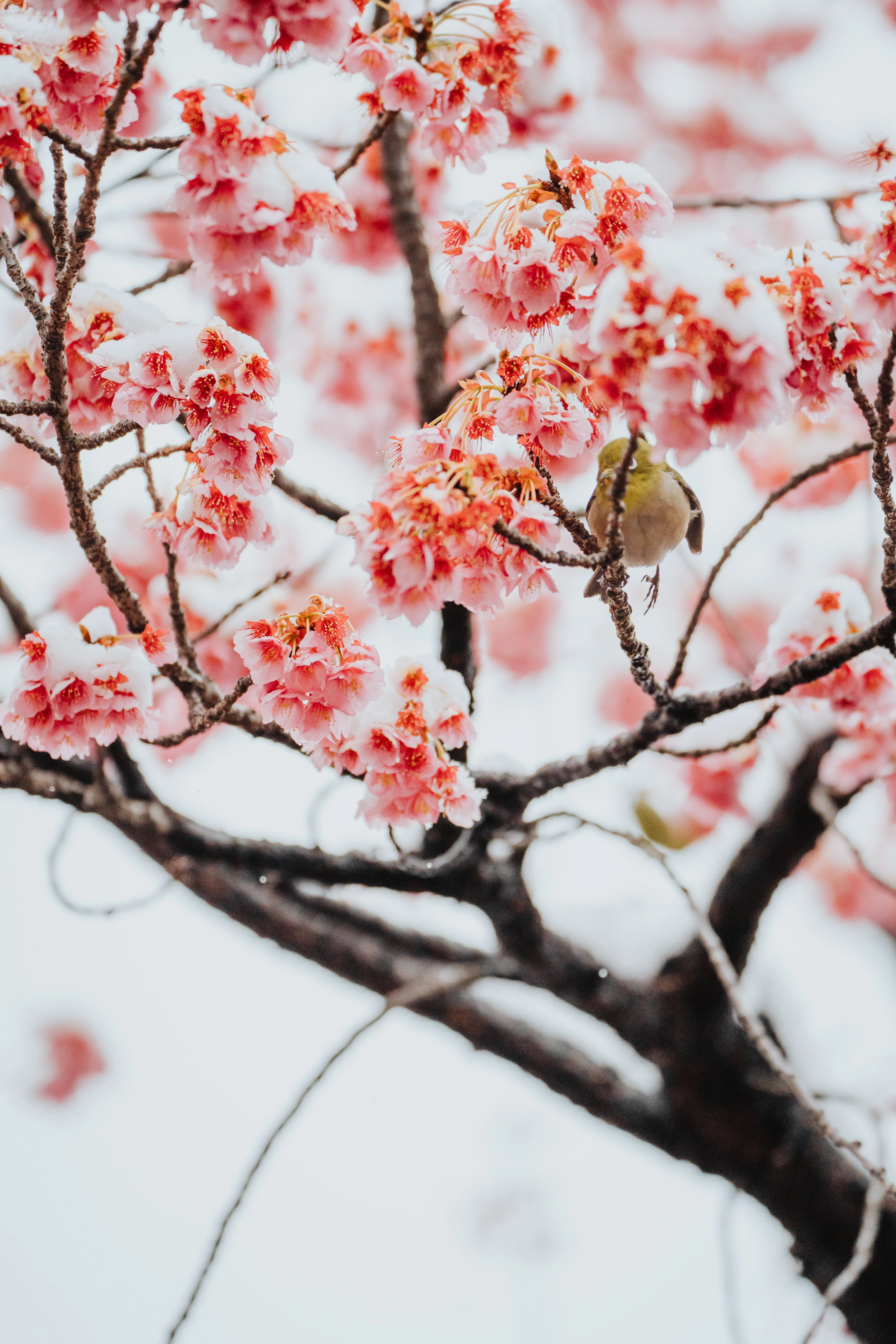 初めての野鳥撮影難しすぎ | 雪 × 桜 × メジロ｜ayane7628