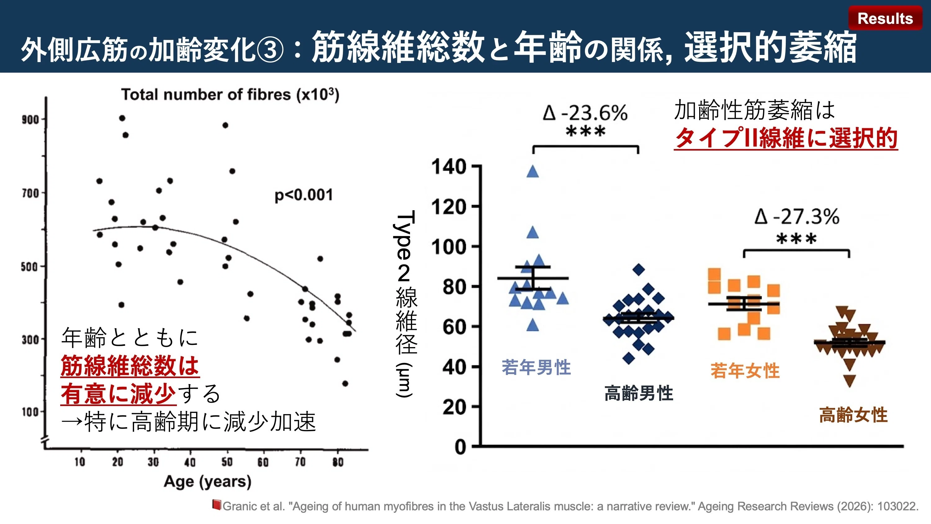 外側広筋の加齢変化｜Super Human | 理学療法士／保健学博士 Ph.D.