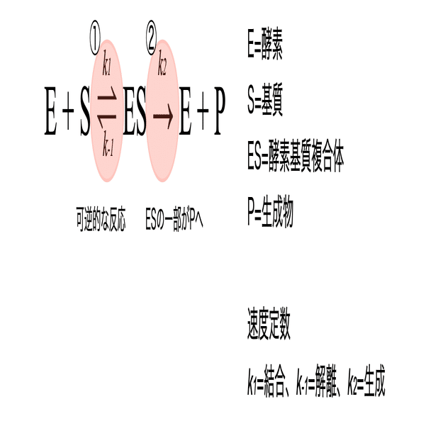 ビールと酵素〜⑦酵素の反応メカニズム｜Shiro Yamada