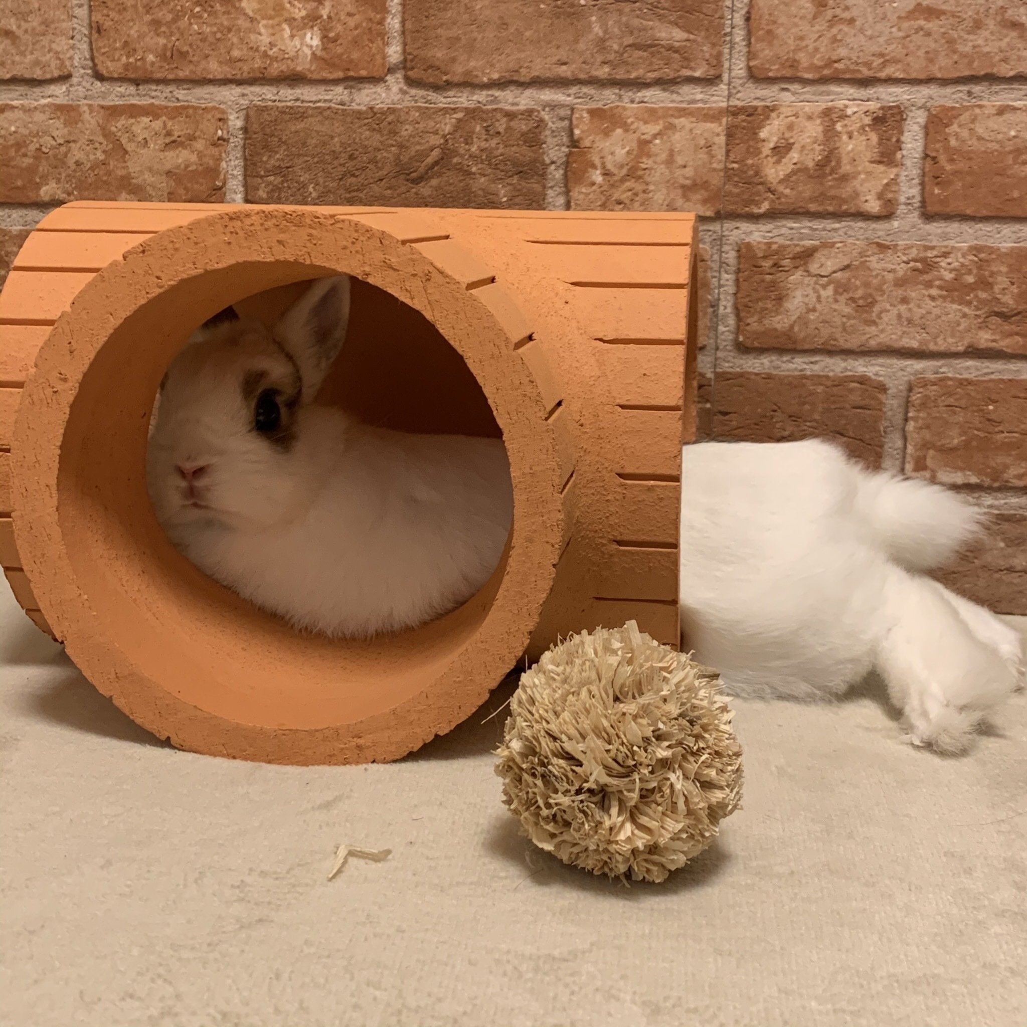 2/9 うさけつようび｜志麻/shima