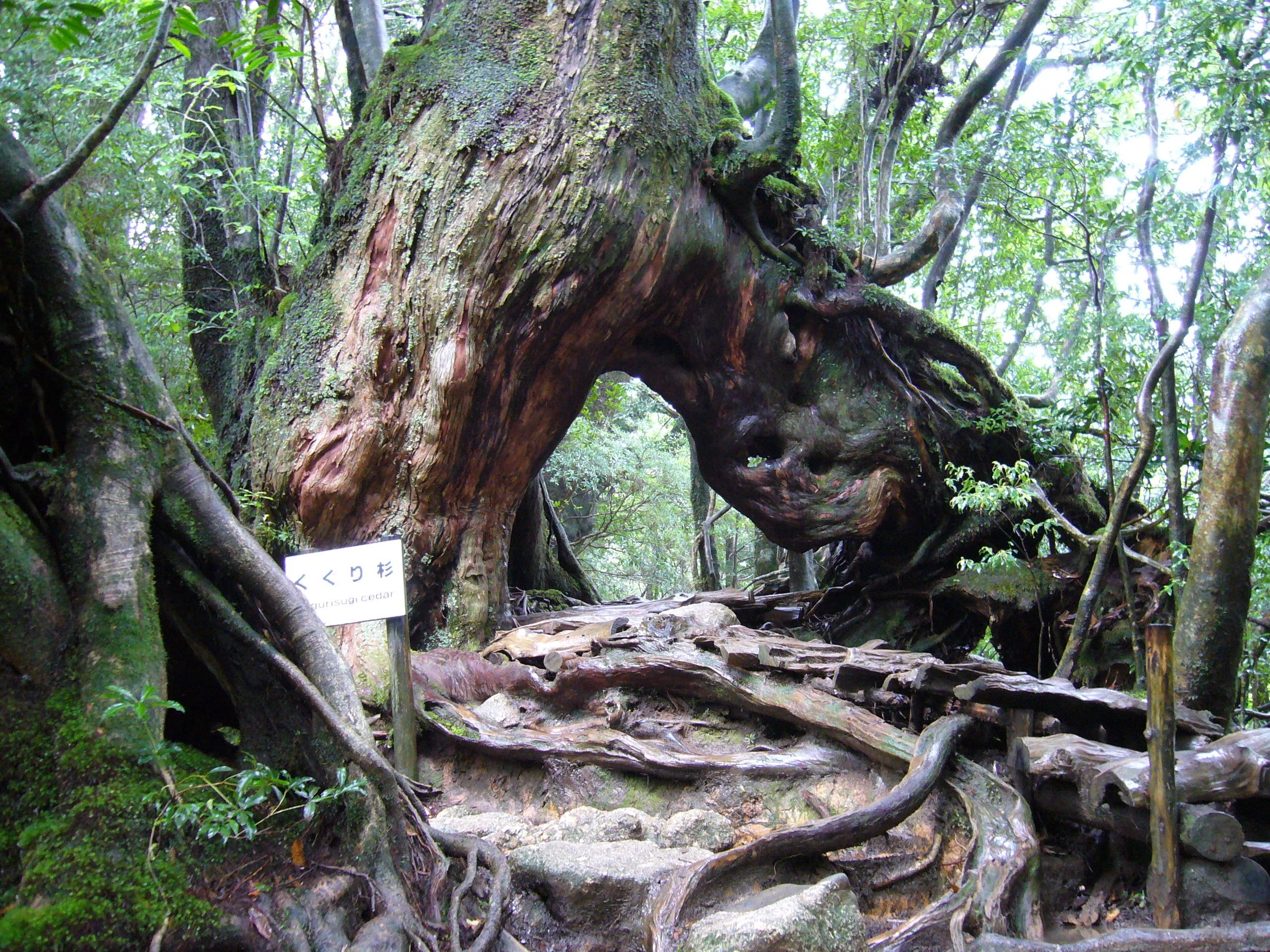 もののけ姫の舞台を歩く、屋久島の旅 ｜ ①白谷雲水峡｜きぬ日和｜国内旅行