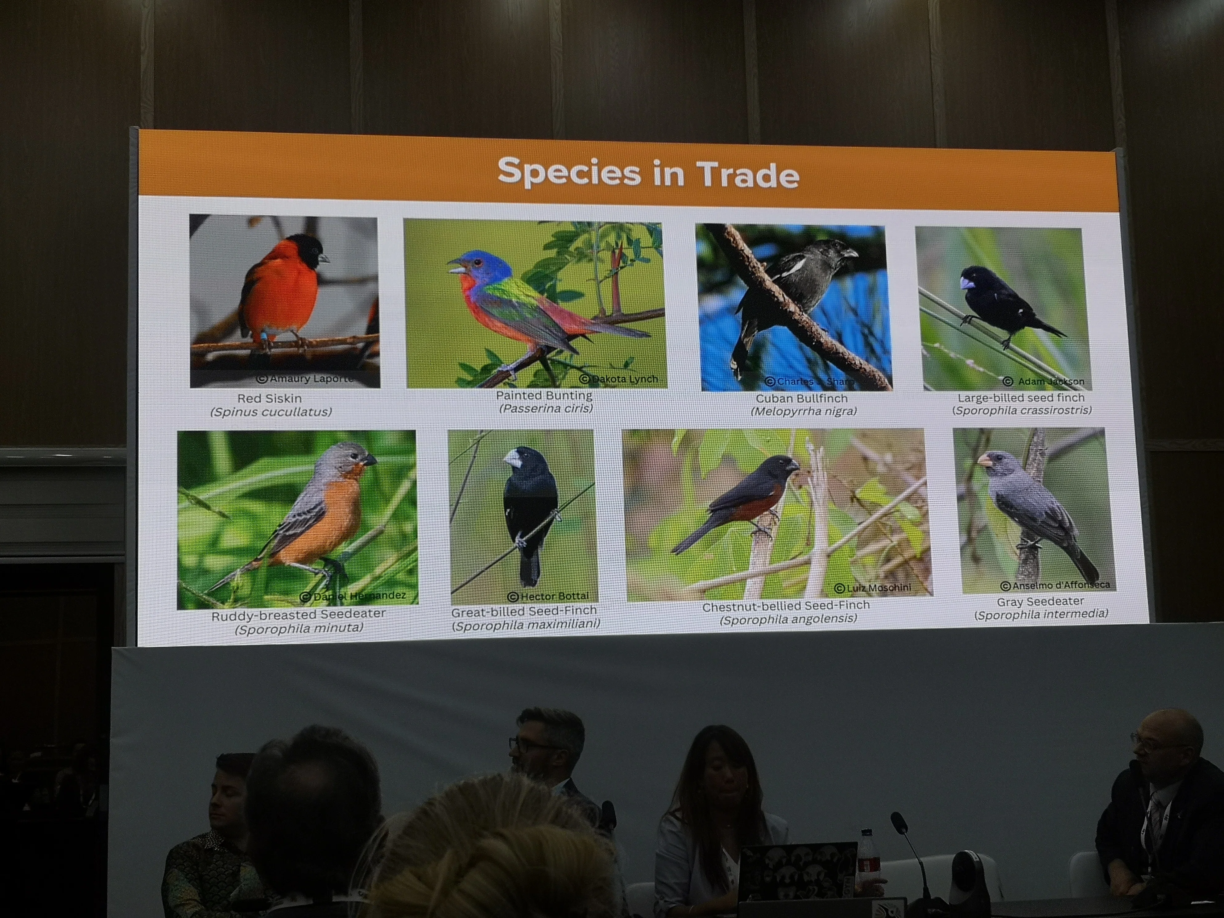 CITESCoP20】附属書改正提案 ②ペットとして売られる動物たち｜認定NPO