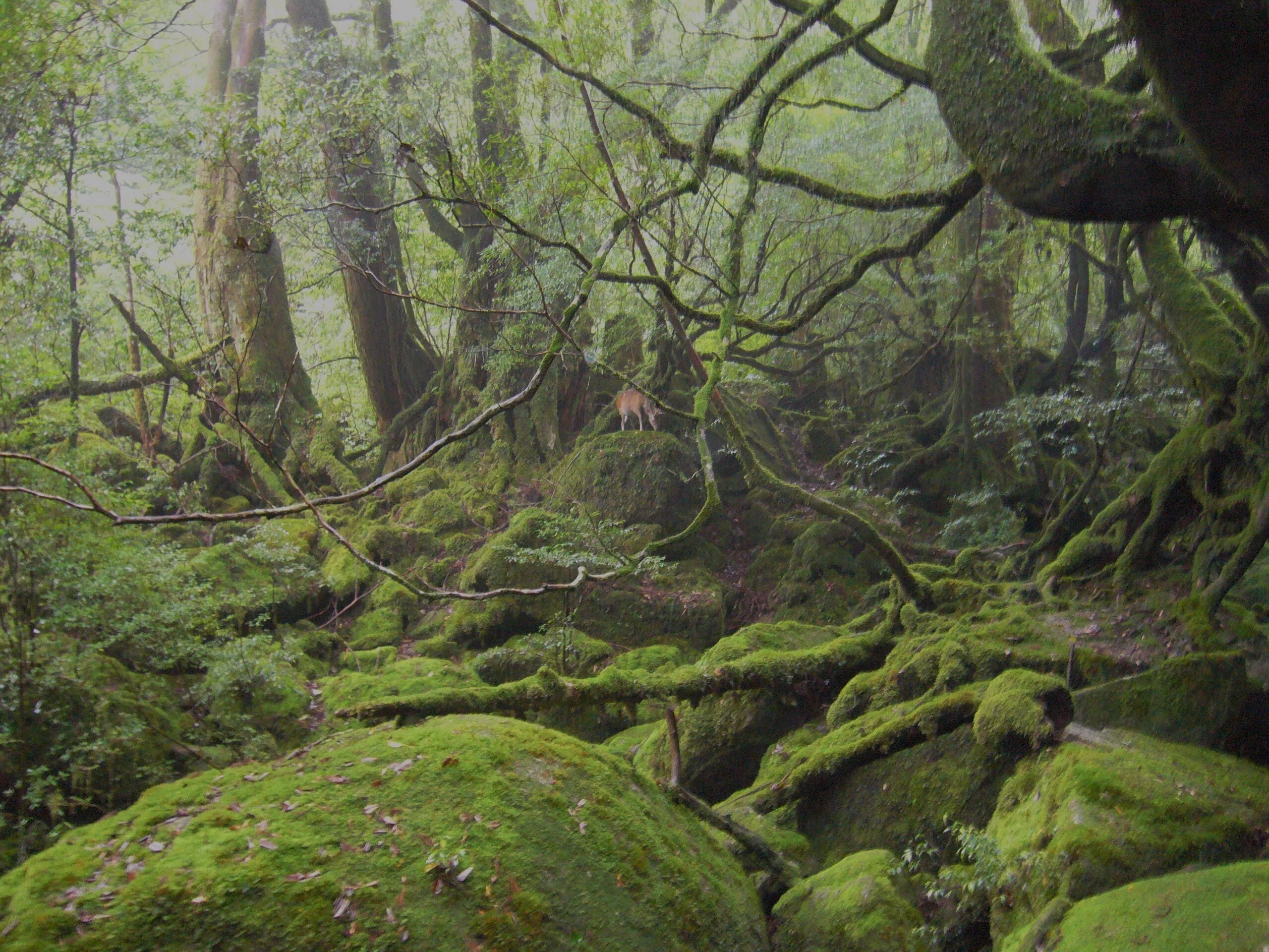 もののけ姫の舞台を歩く、屋久島の旅 ｜ ①白谷雲水峡｜きぬ日和｜国内旅行