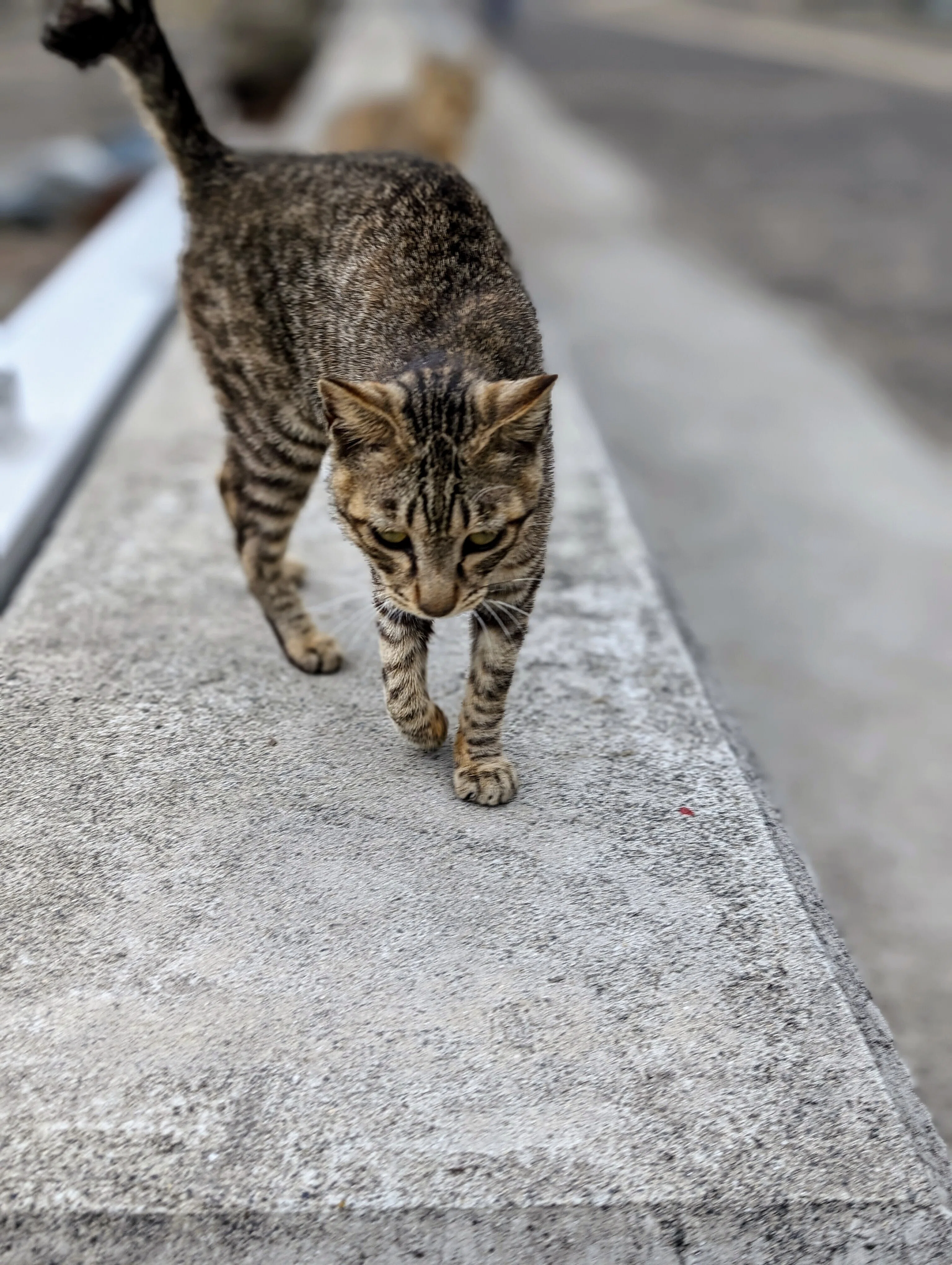 2024 香川県の佐柳島で猫🐾と戯れた話｜たぬ