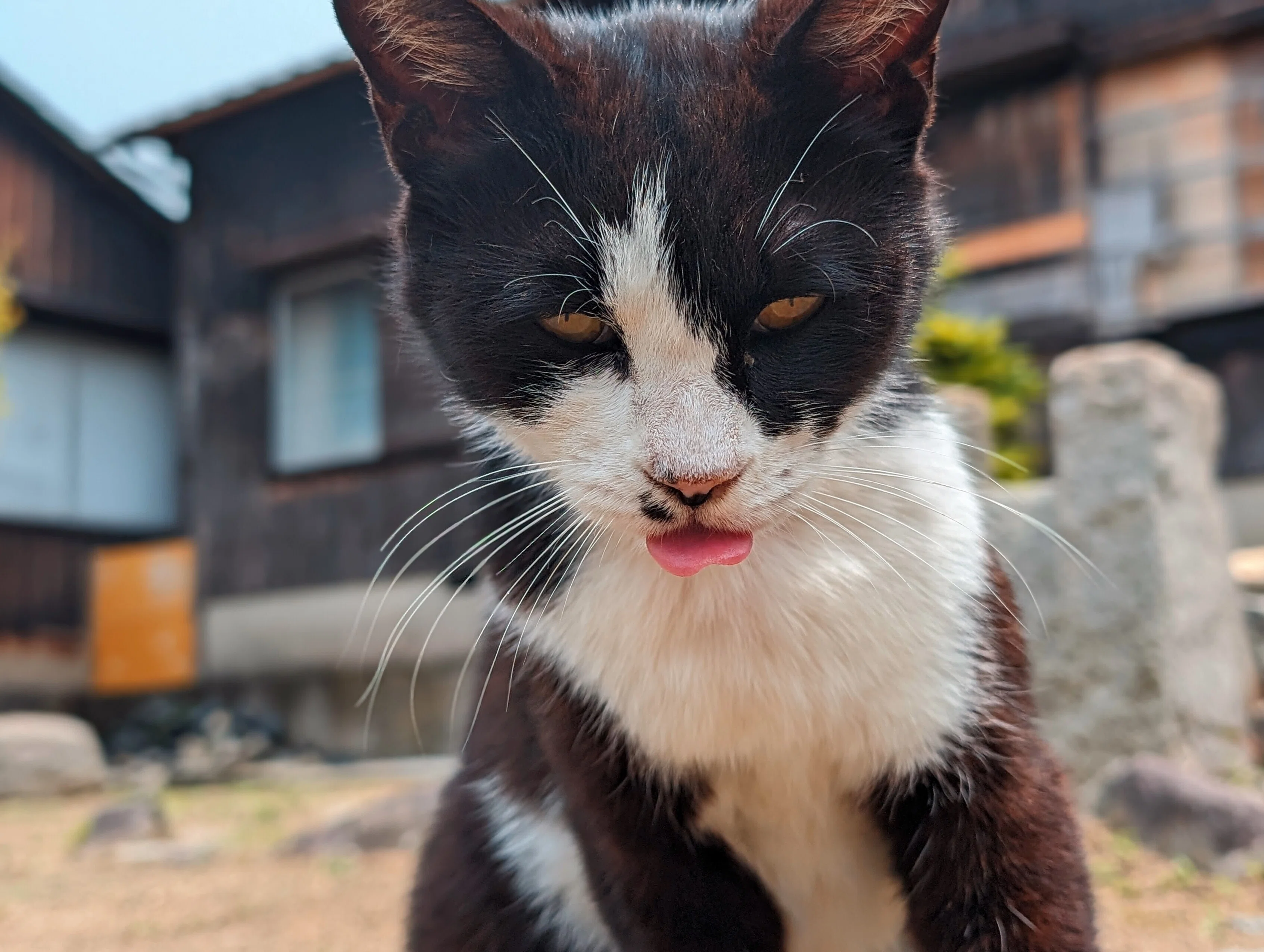 2024 香川県の佐柳島で猫🐾と戯れた話｜たぬ