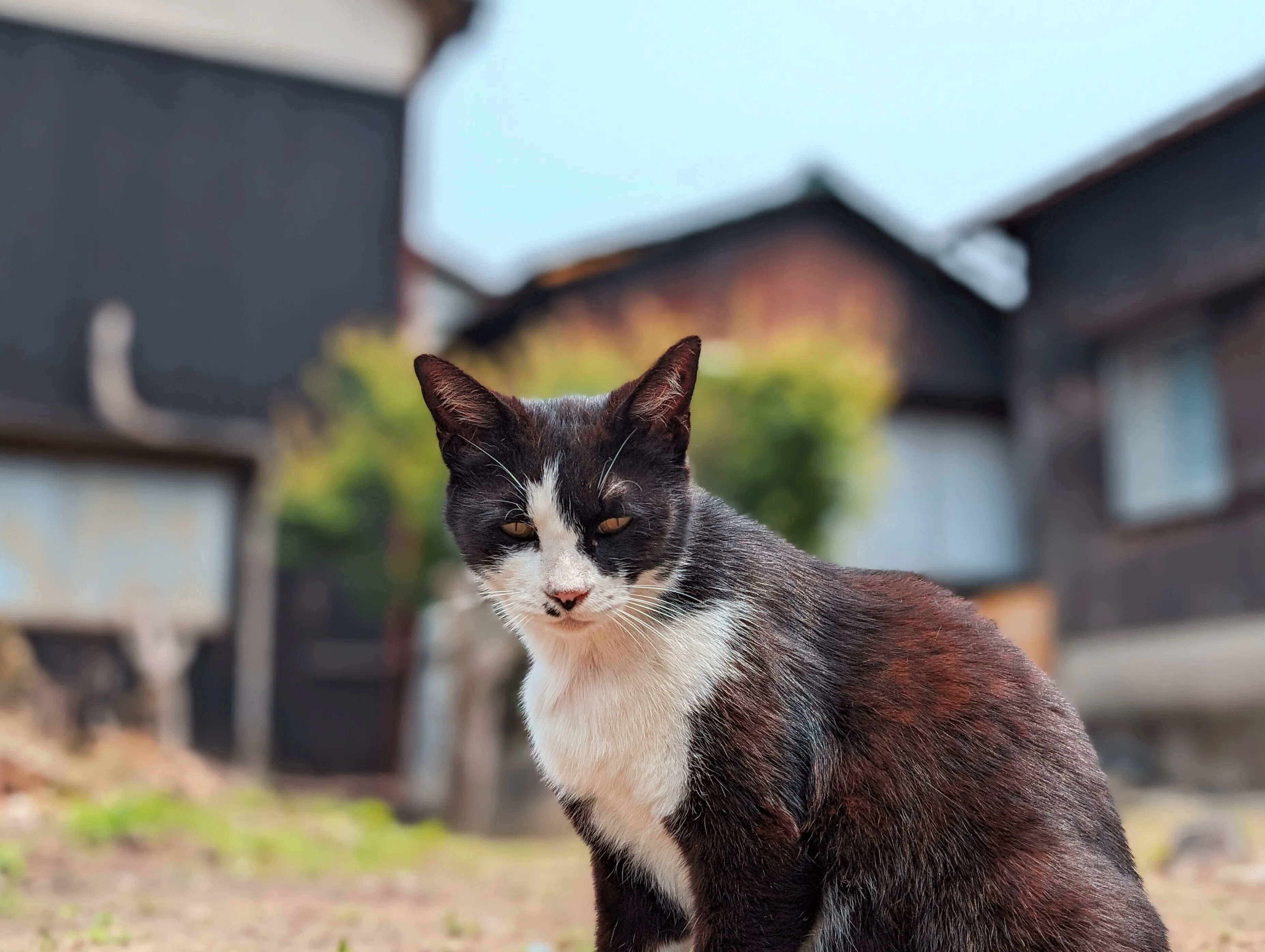 2024 香川県の佐柳島で猫🐾と戯れた話｜たぬ