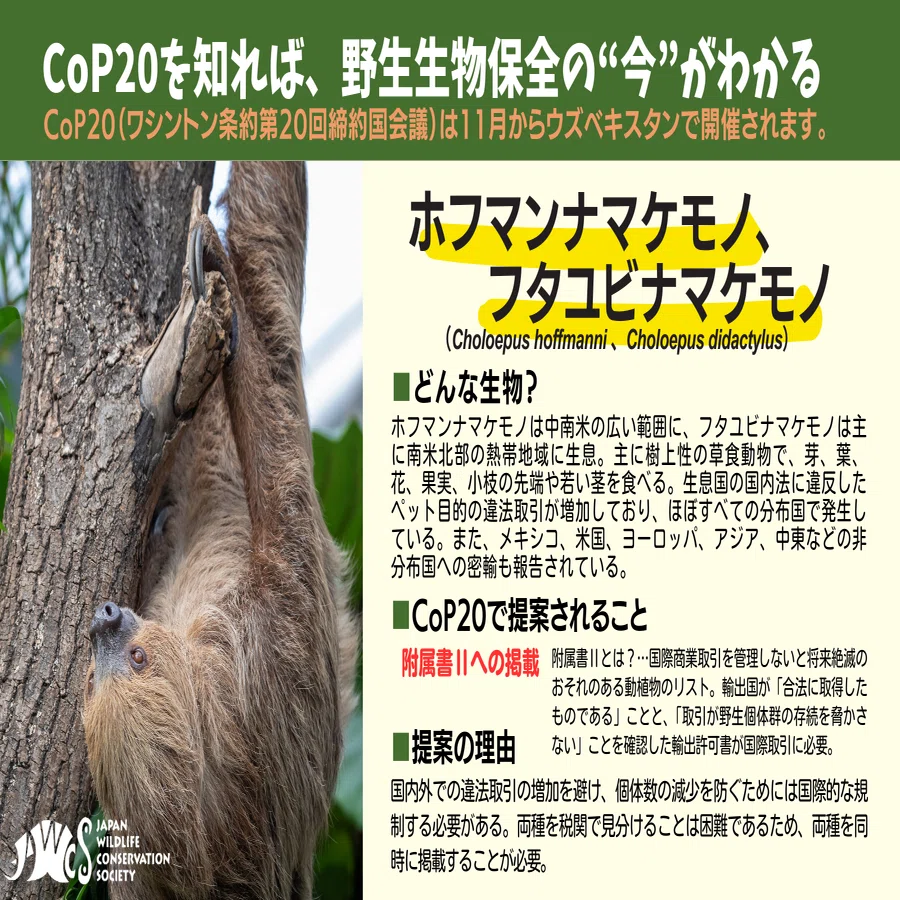 シロクマ　後足の爪　1ケ　※CITES書類付 しろくま しげちゃん＆せっちゃん☆そえぶみ箋 | ボークス公式