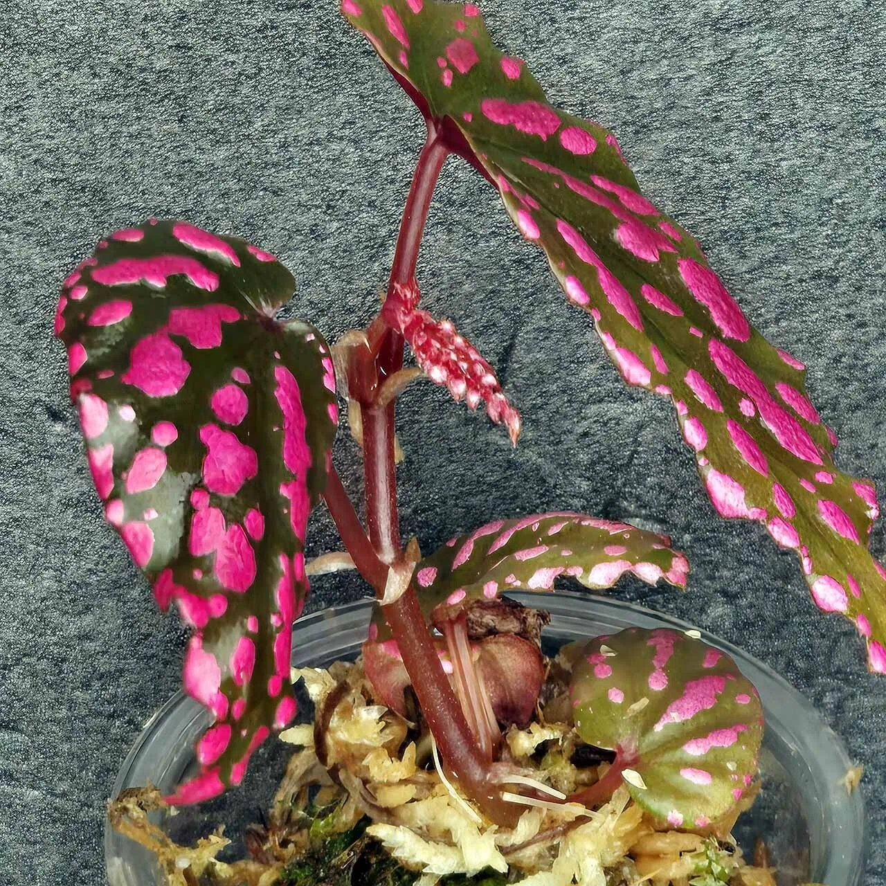 ベゴニア・ネグロセンシス（Begonia negrosensis）｜ポチョムキン卿