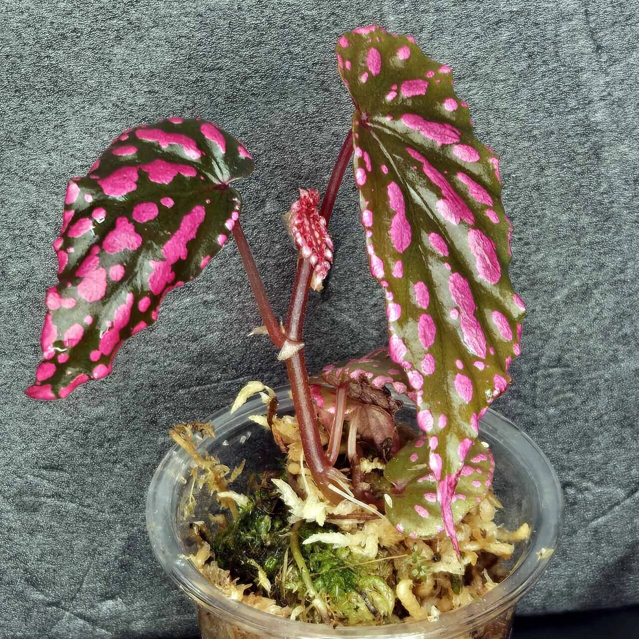 ベゴニア・ネグロセンシス（Begonia negrosensis）｜ポチョムキン卿