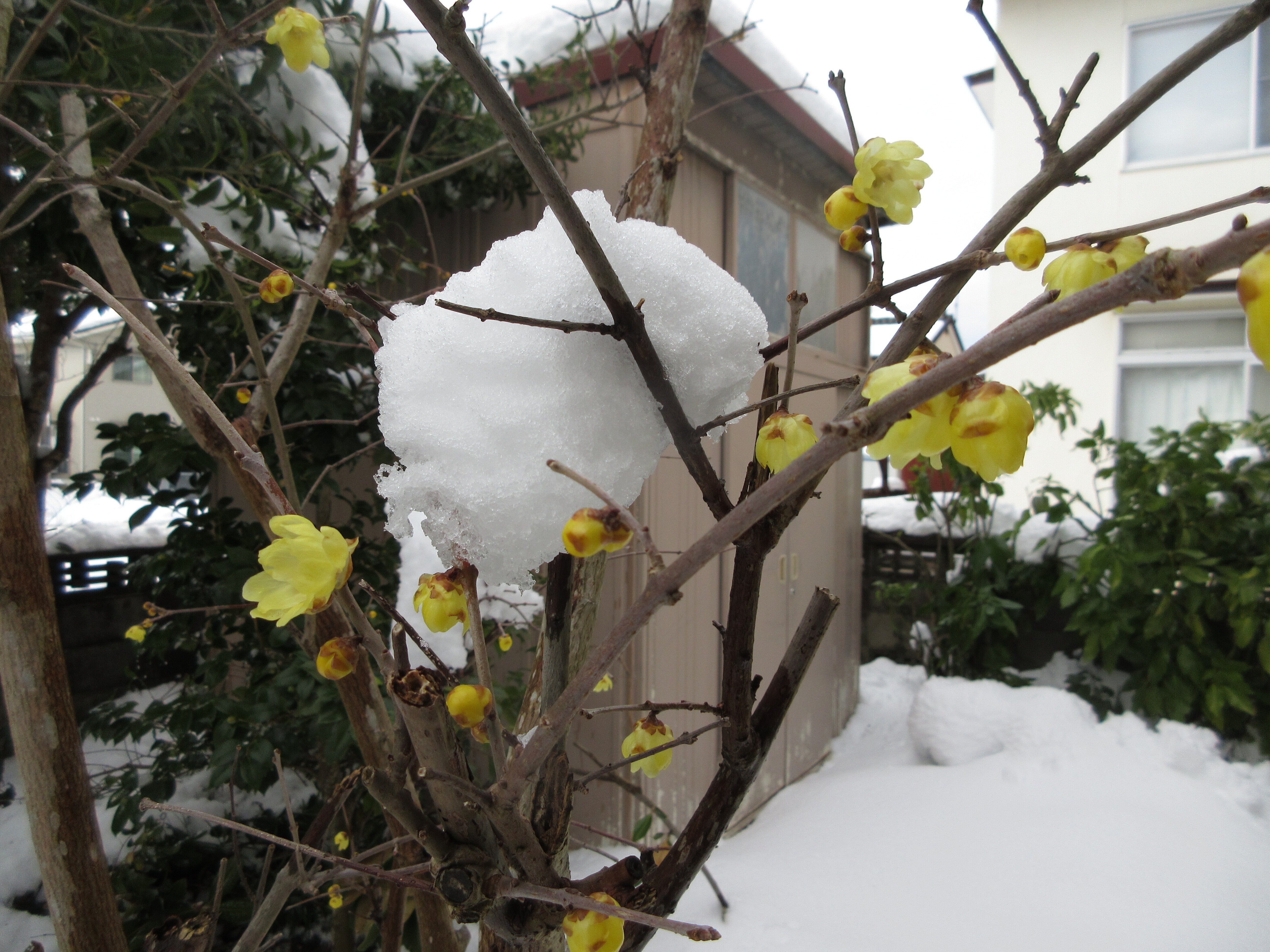木の枝が雪に負けてた｜ミニチュアちいさん