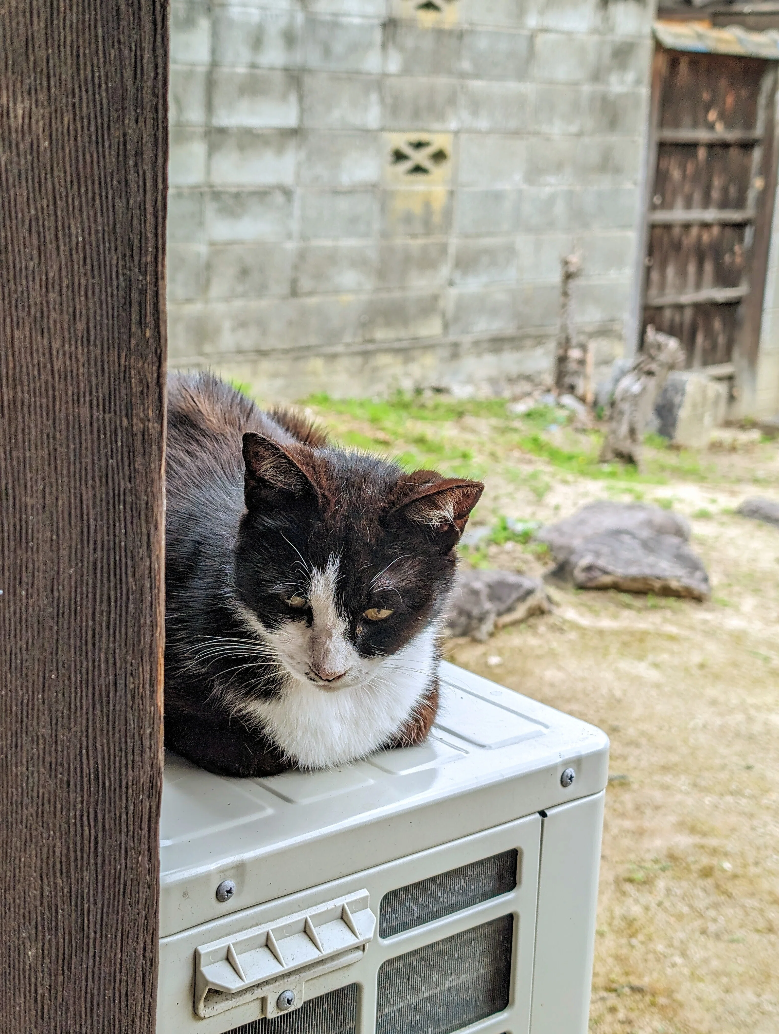 2024 香川県の佐柳島で猫🐾と戯れた話｜たぬ