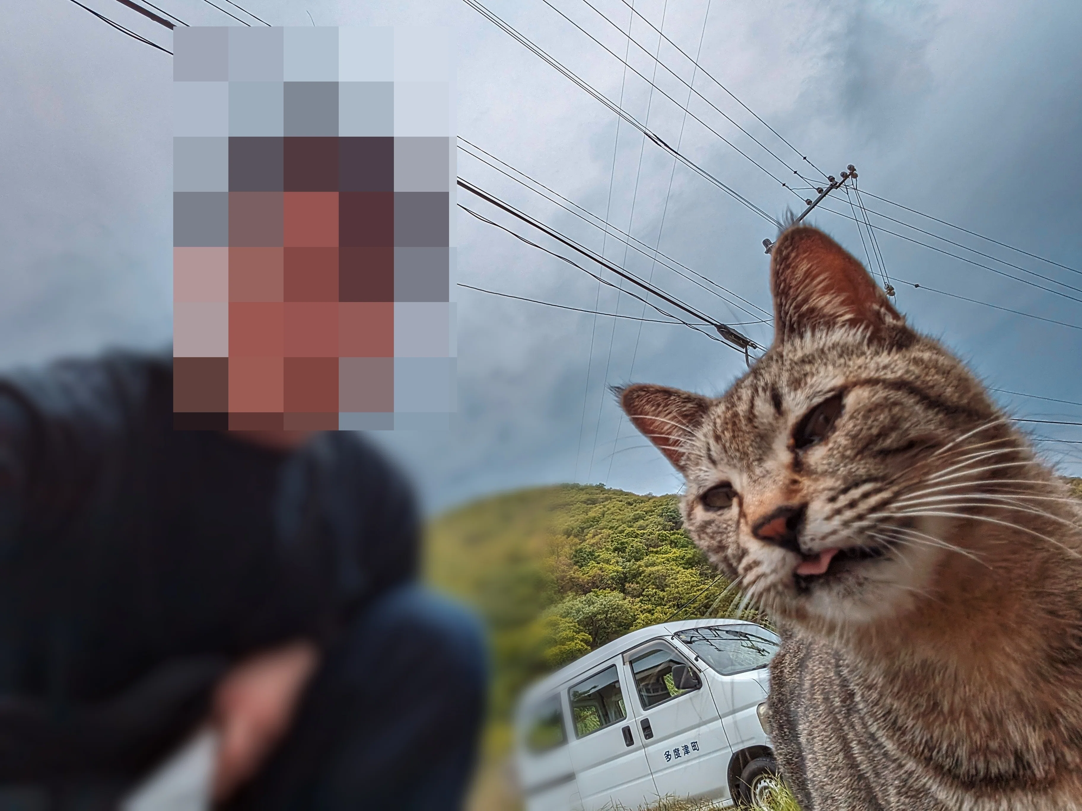 2024 香川県の佐柳島で猫🐾と戯れた話｜たぬ