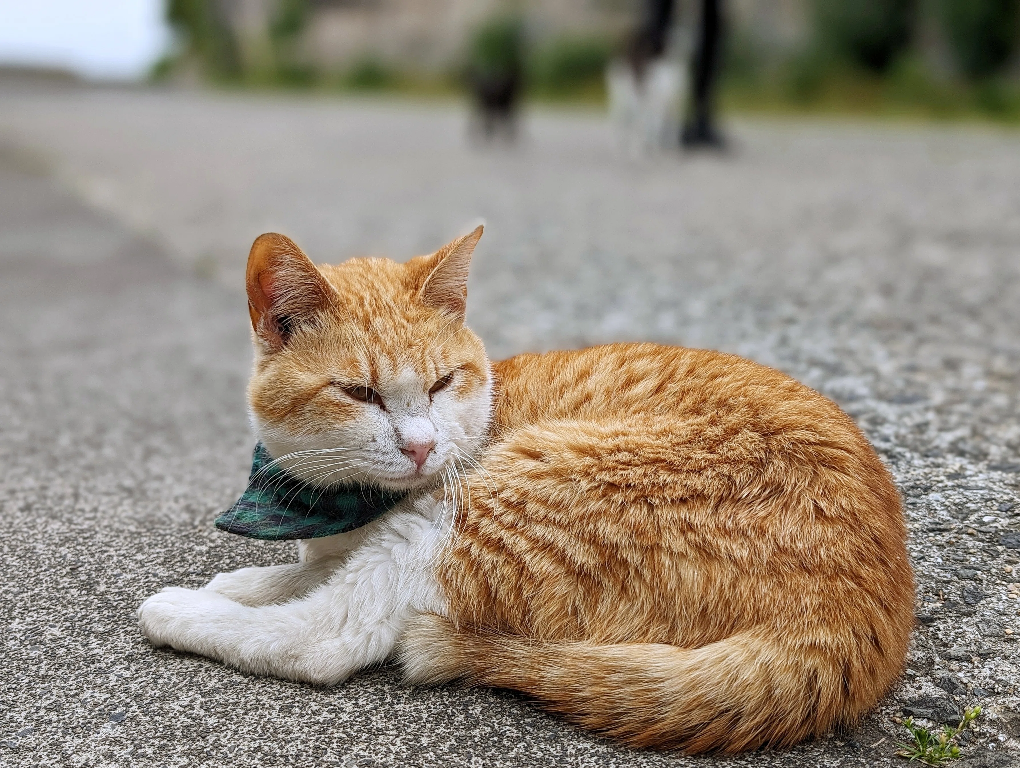 2024 香川県の佐柳島で猫🐾と戯れた話｜たぬ
