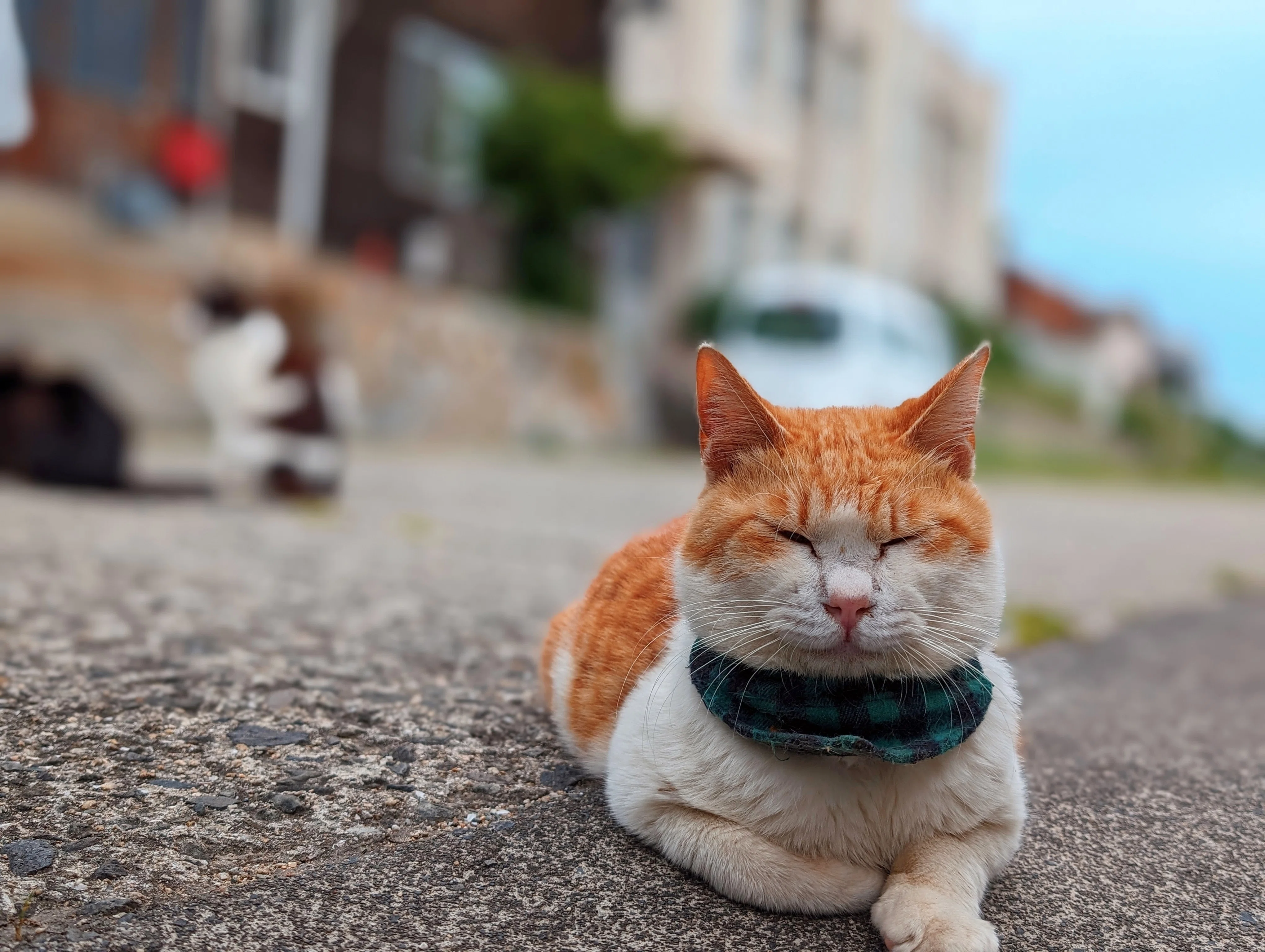 2024 香川県の佐柳島で猫🐾と戯れた話｜たぬ