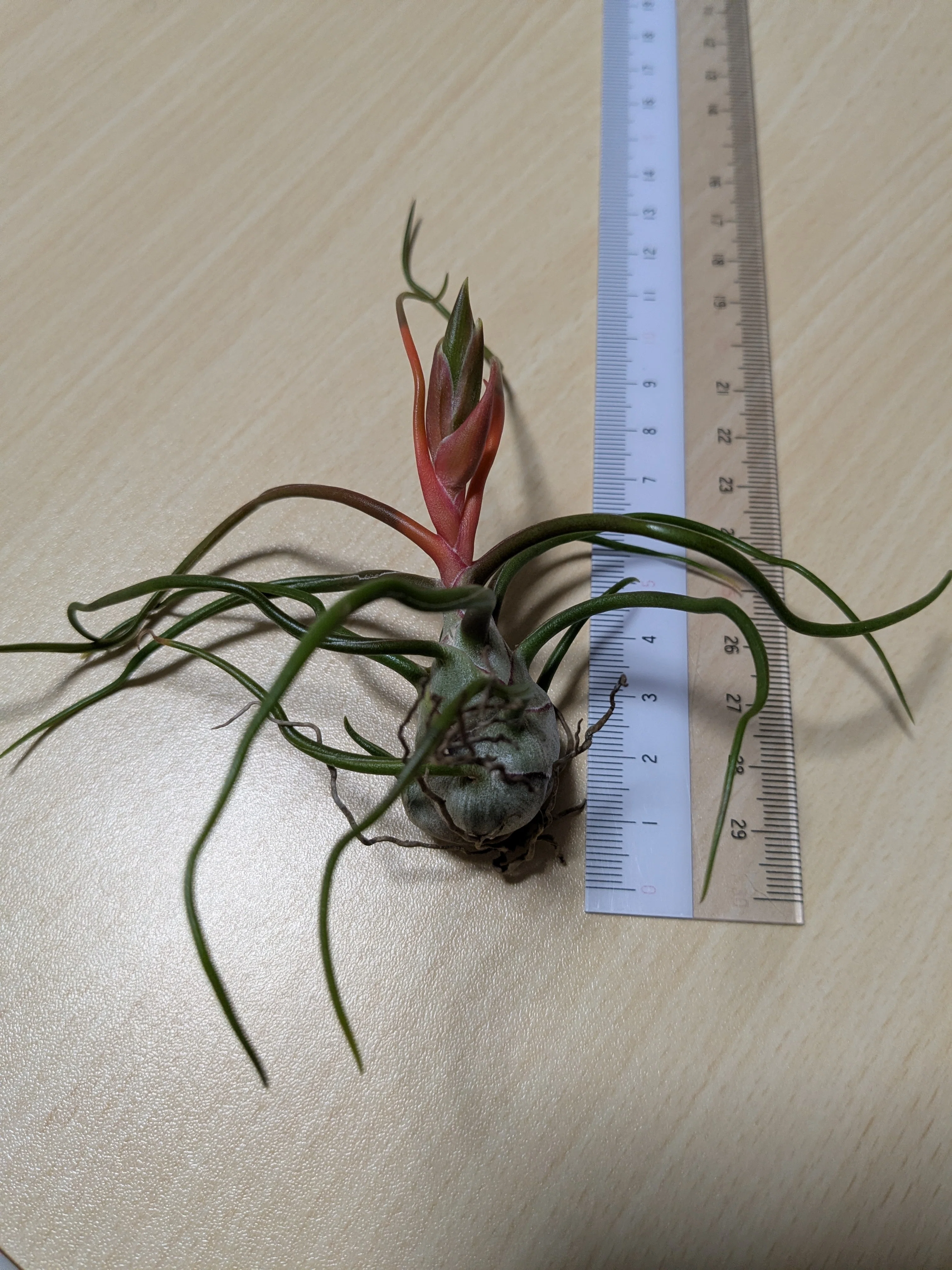 ブルボーサ チランジア ブルボーサ ウィティー Tillandsia bulbosa