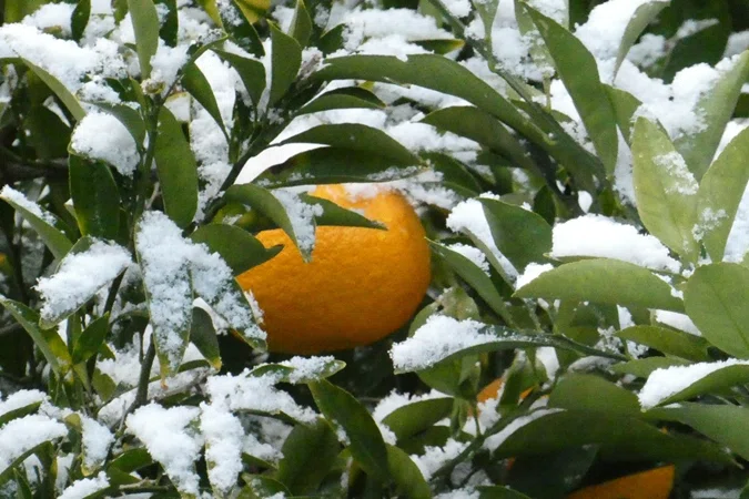 【日気】立春の雪、余寒｜ゆうちん 徒然なるままに…