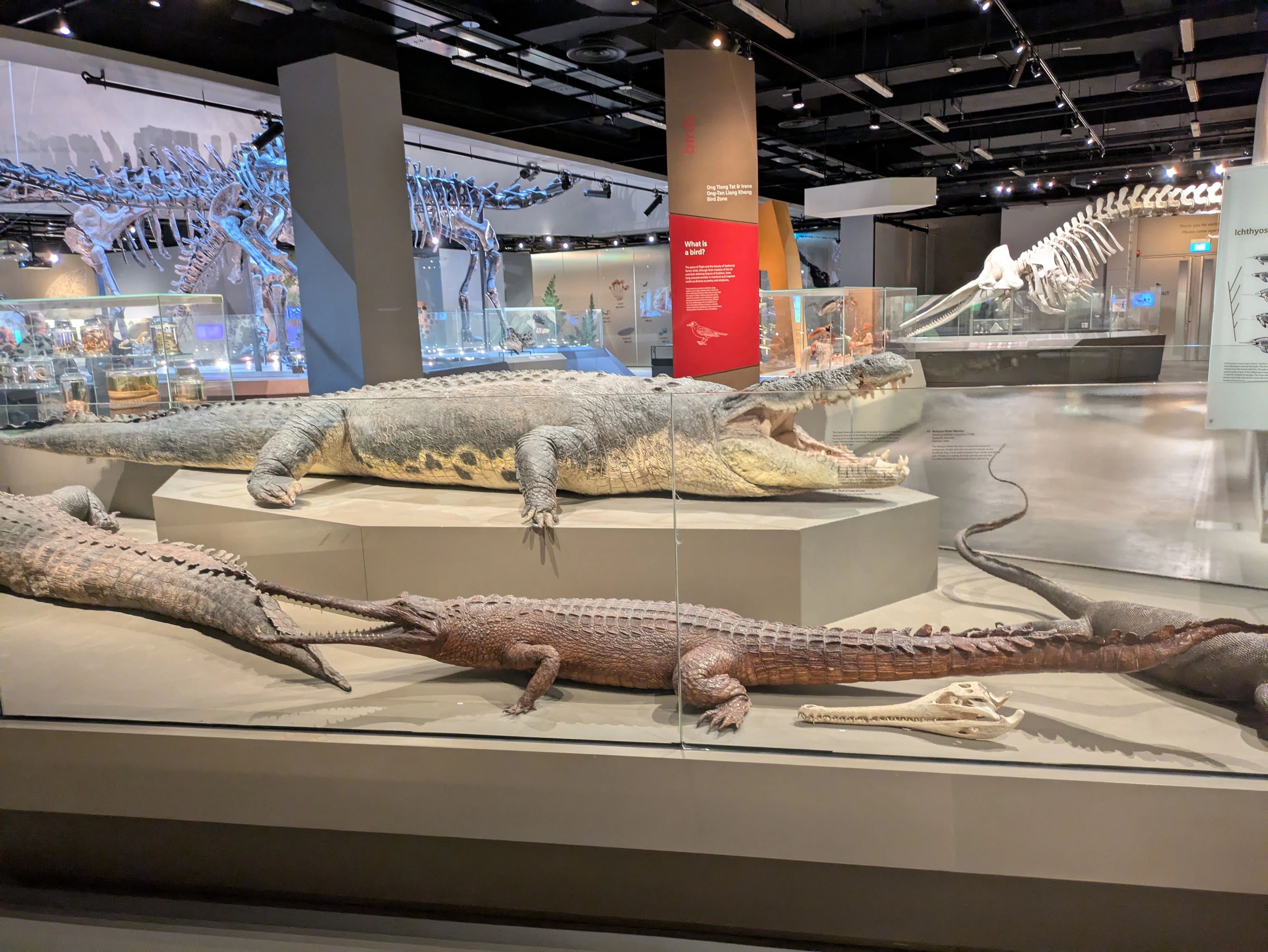 旅行】Geminiと一緒に。自然史博物館@シンガポール国立大｜萩