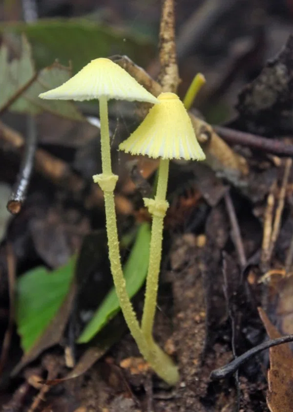 地球の造形②|色とりどりのきのこ|きのこは、植物で言えば花や実にあたる部分|地球リスペクトのすゝめ | わだきみこ