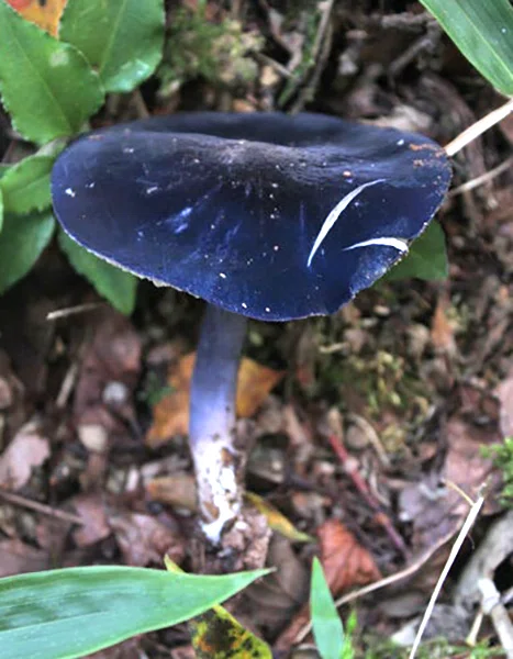 地球の造形②｜色とりどりのきのこ｜きのこは、植物で言えば花や実