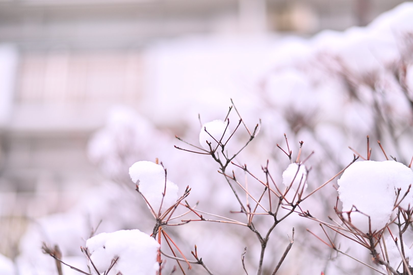 2026、雪降る東京｜mitsuki sora