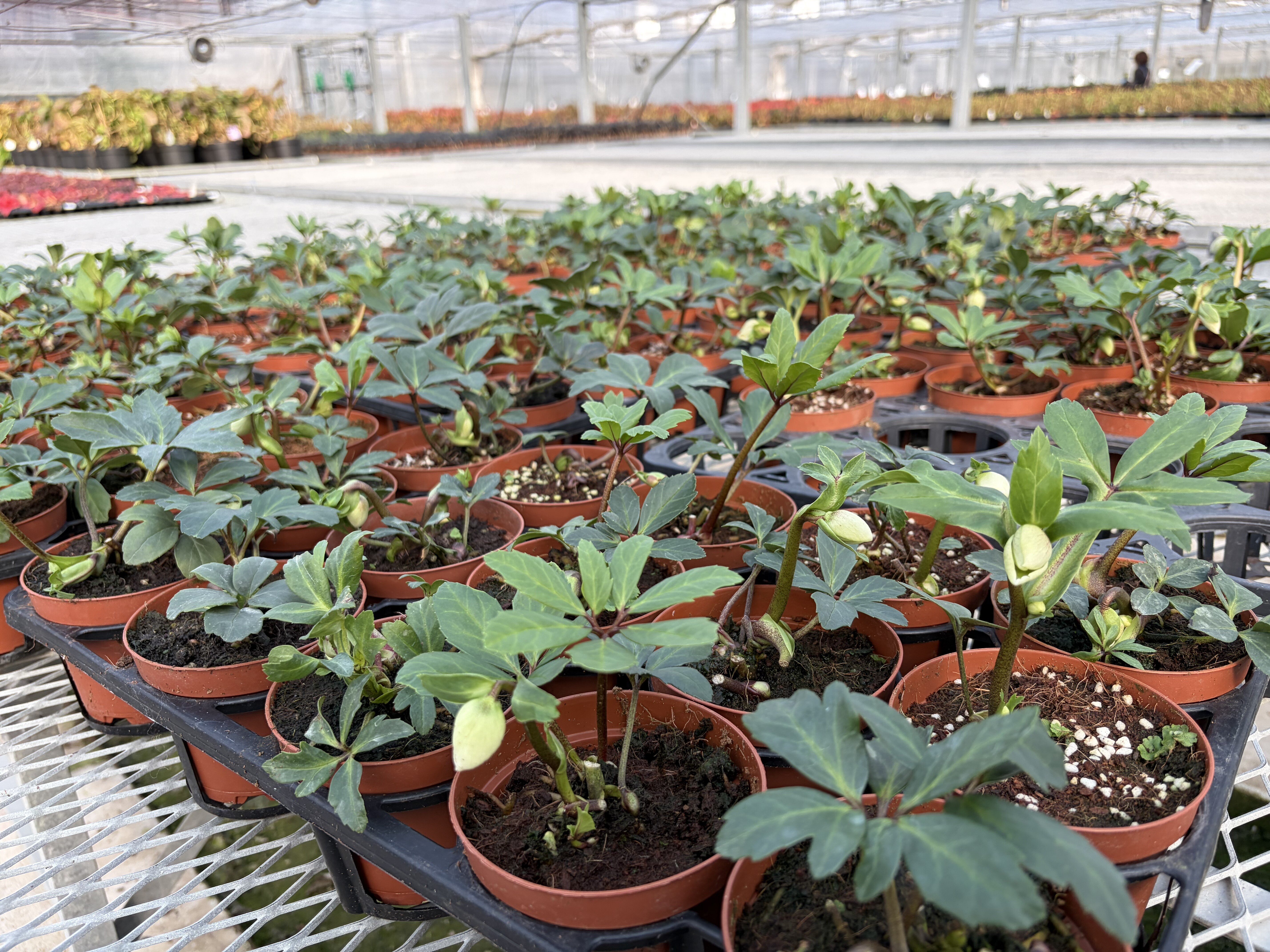 花き農家取材】クリスマスローズ生産の裏側 “一輪にかける生産者の思い