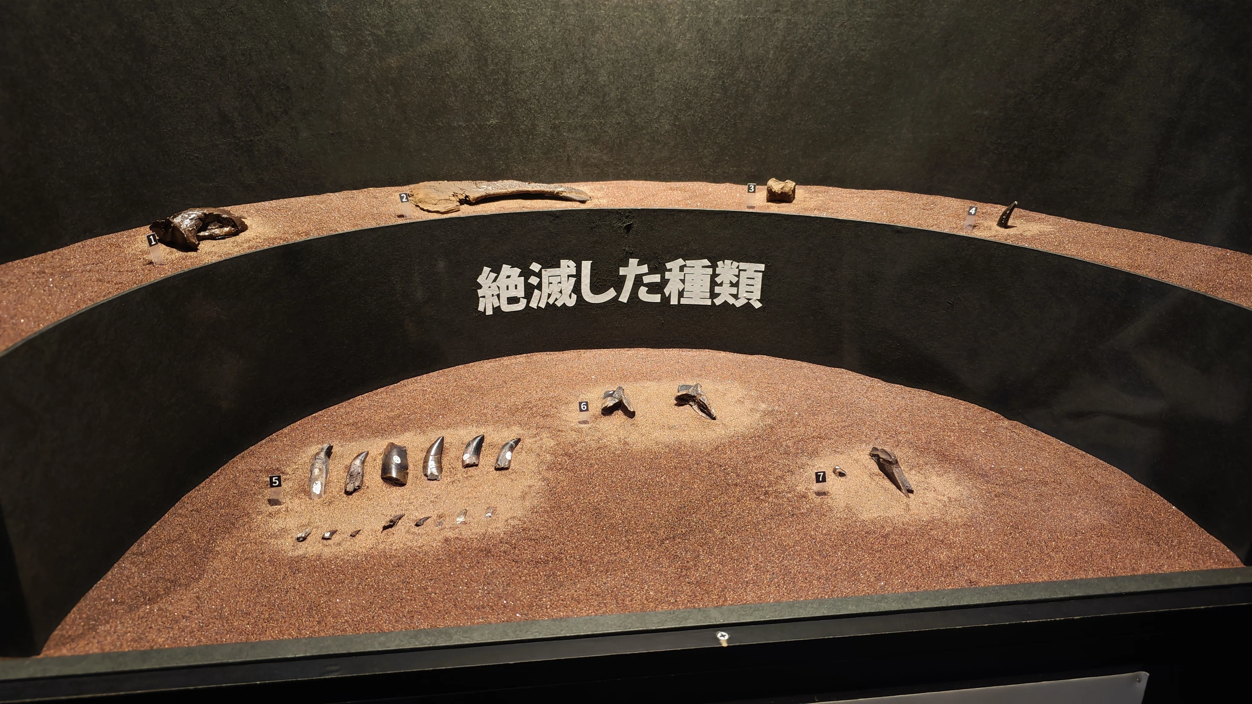 特別展】大絶滅展―生命史のビッグファイブ｜もんばん