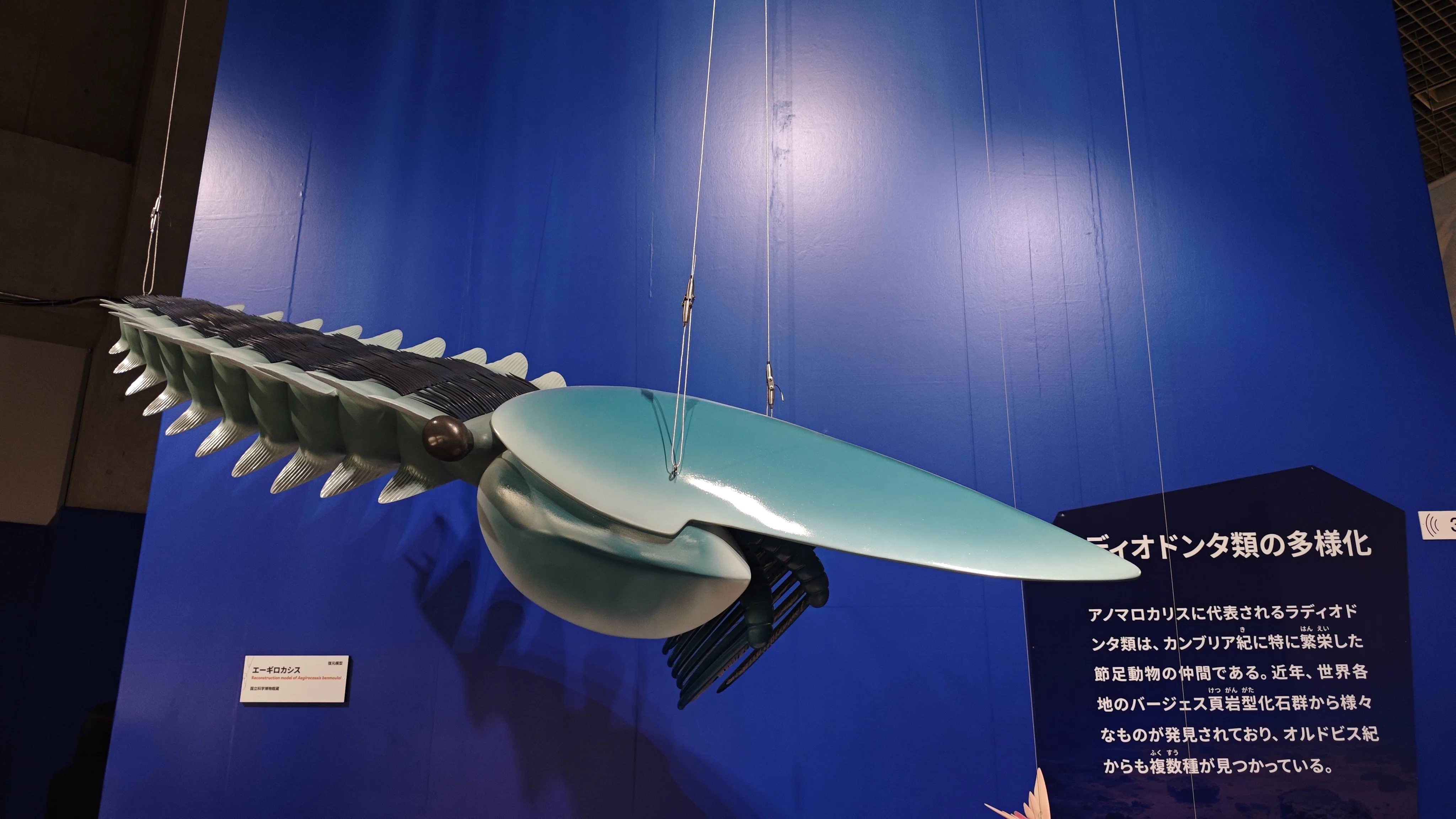 特別展】大絶滅展―生命史のビッグファイブ｜もんばん