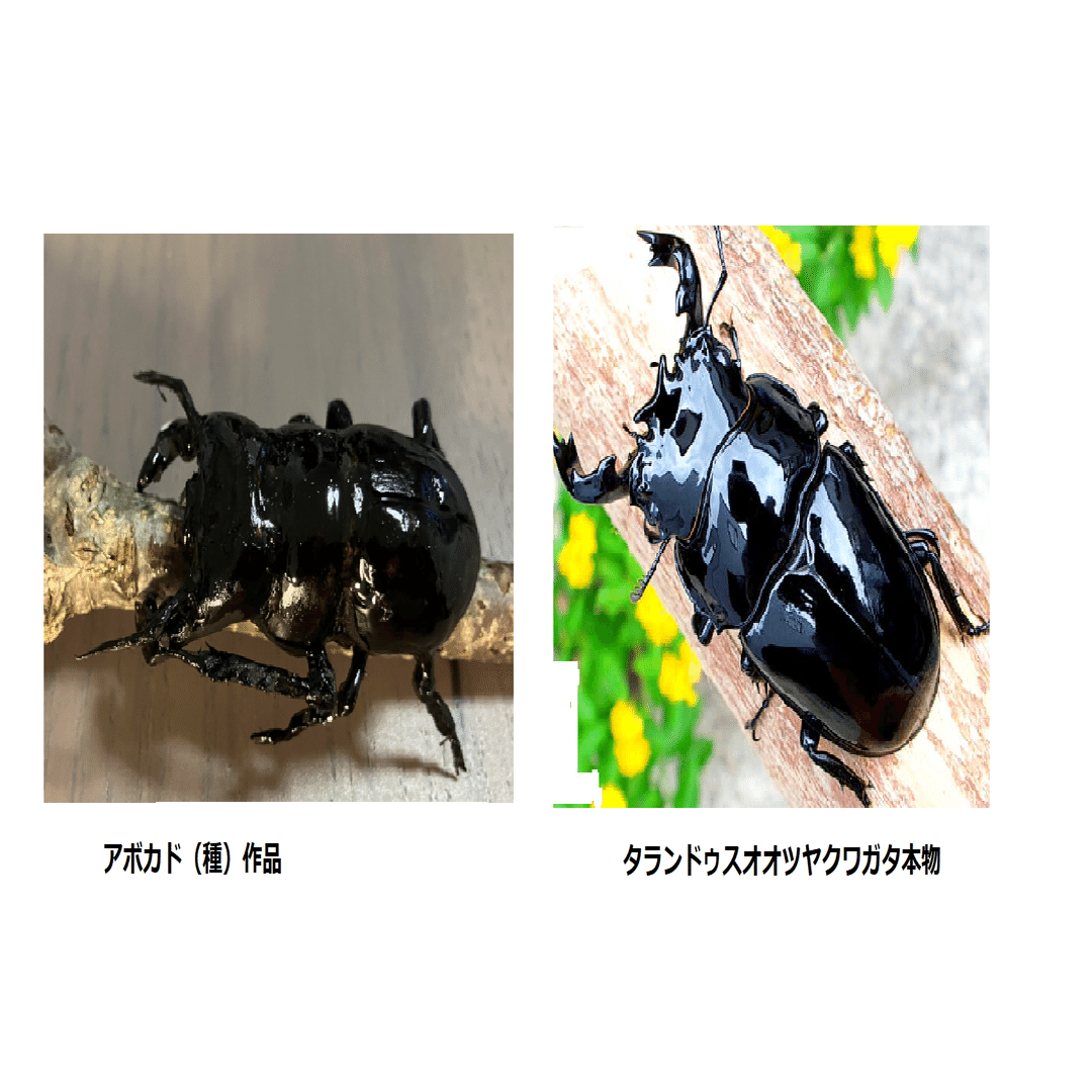 タランドゥスオオツヤクワガタ｜アボカド（種）アートの部屋
