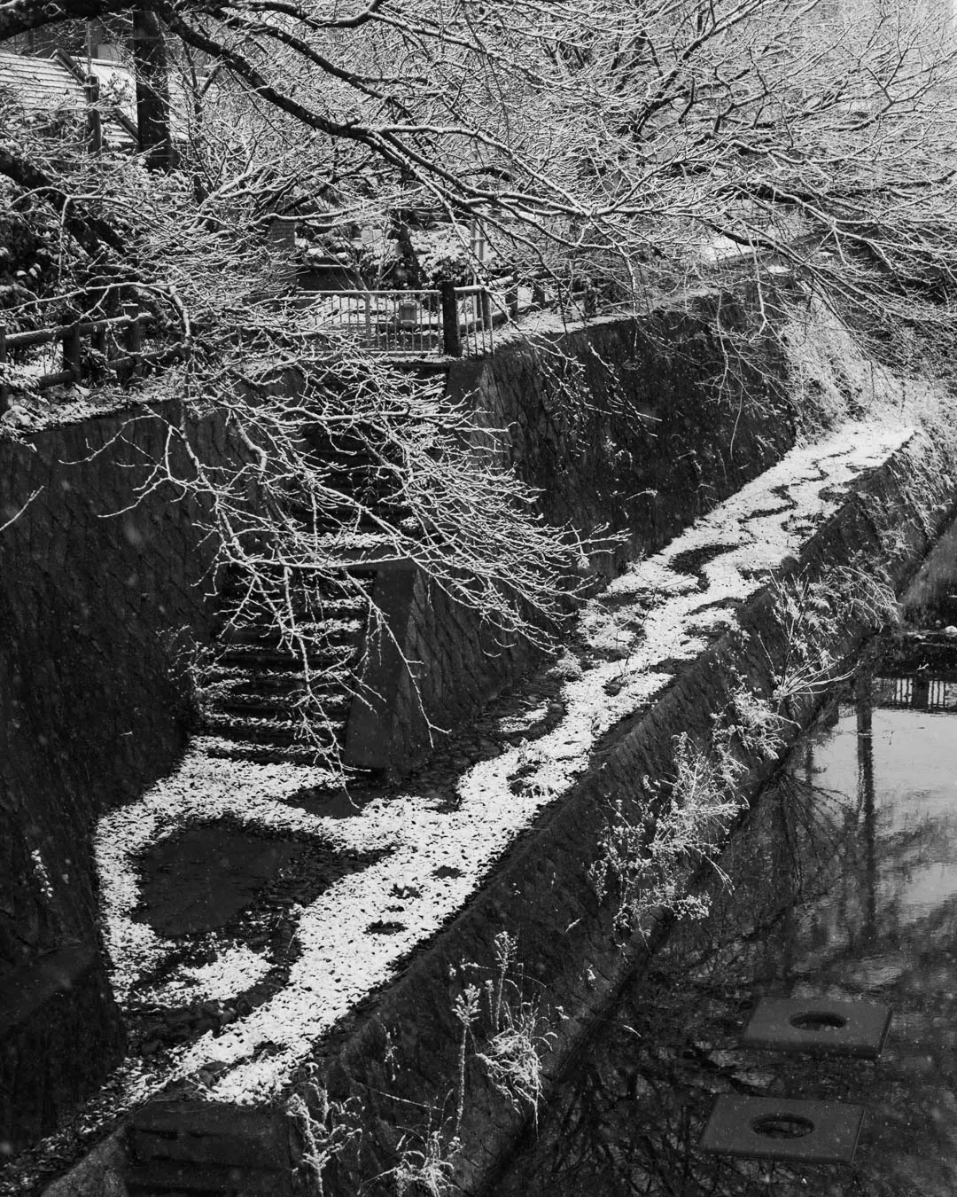 雪化粧した川沿いの桜並木をモノクロで撮りました。

