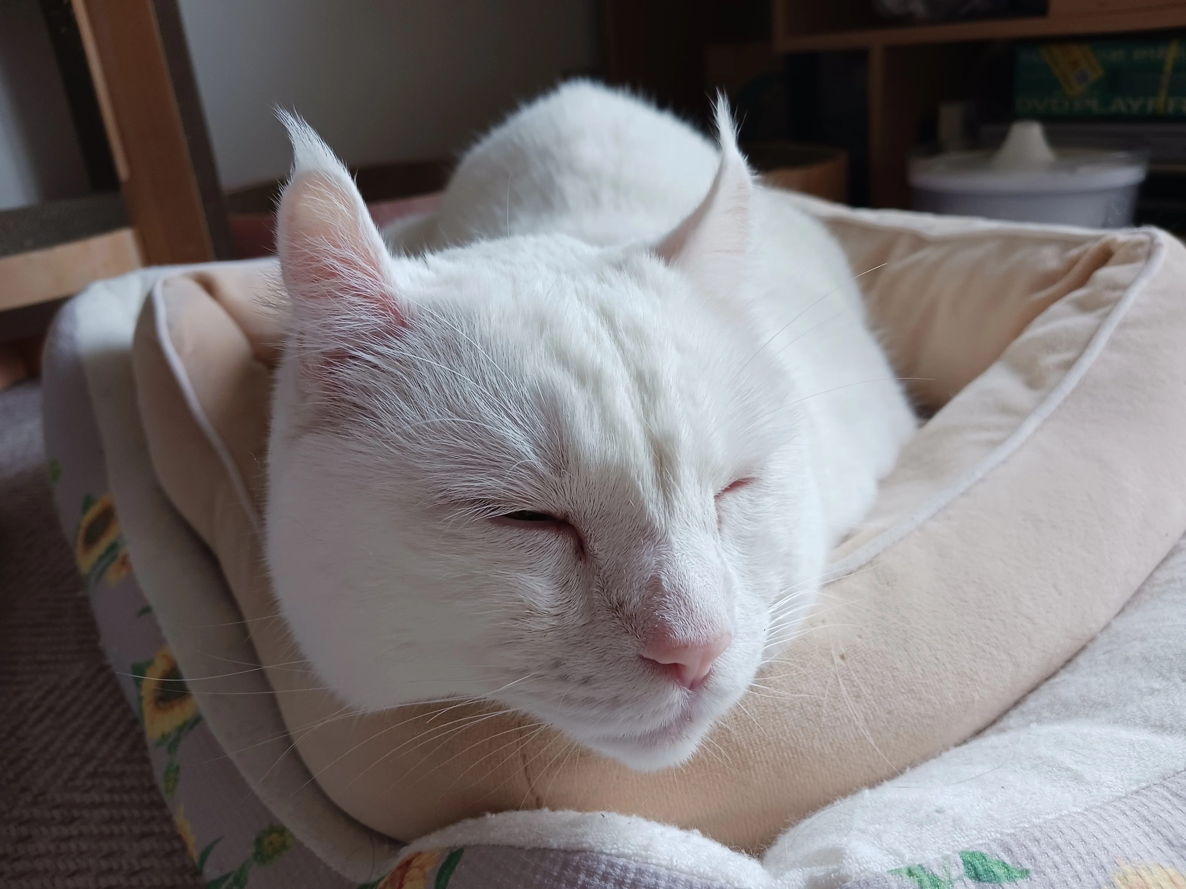 猫ちゃんの愛おしき耳毛の、正体は？😻❣️🦻｜ねる