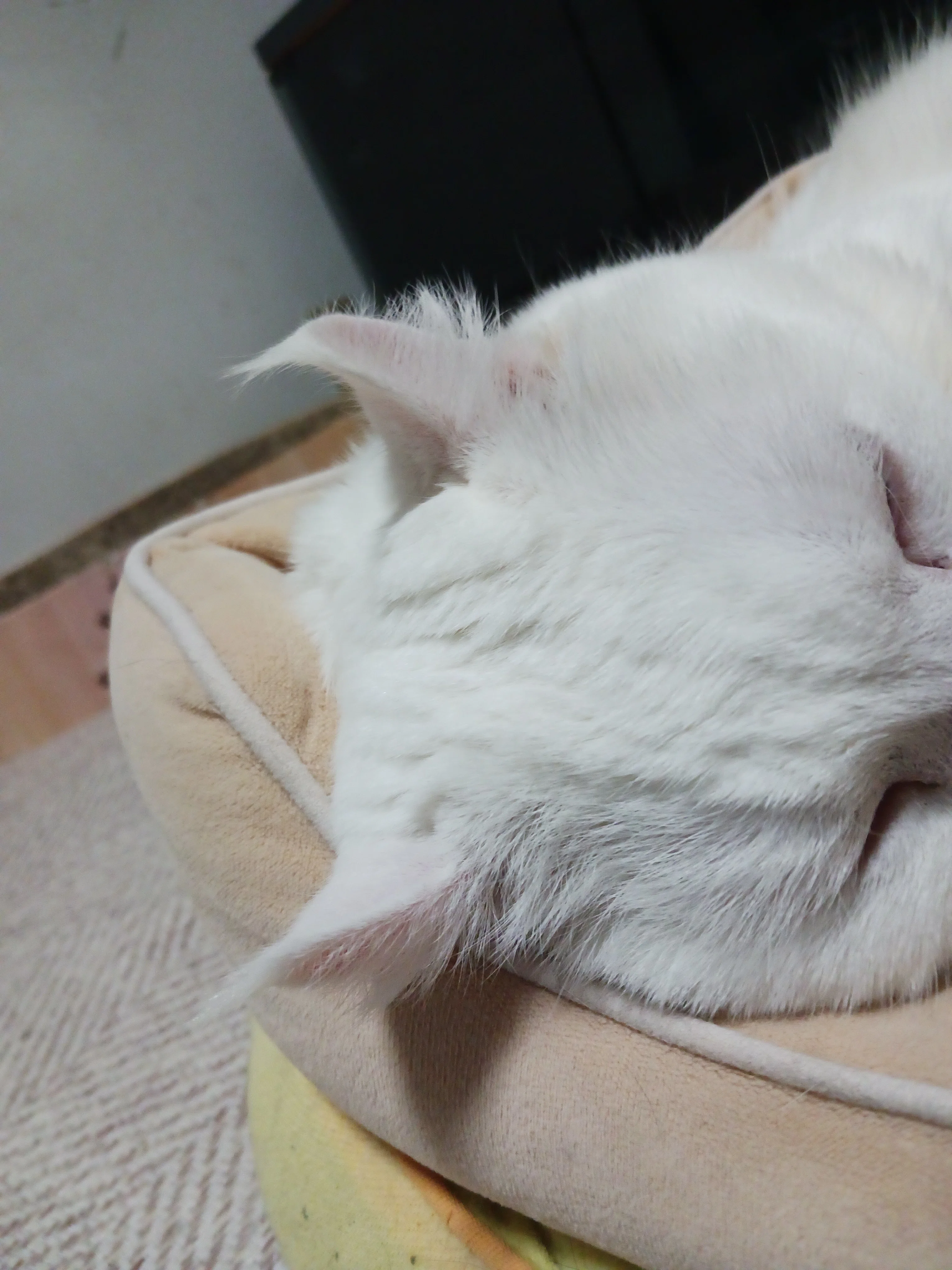 猫ちゃんの愛おしき耳毛の、正体は？😻❣️🦻｜ねる