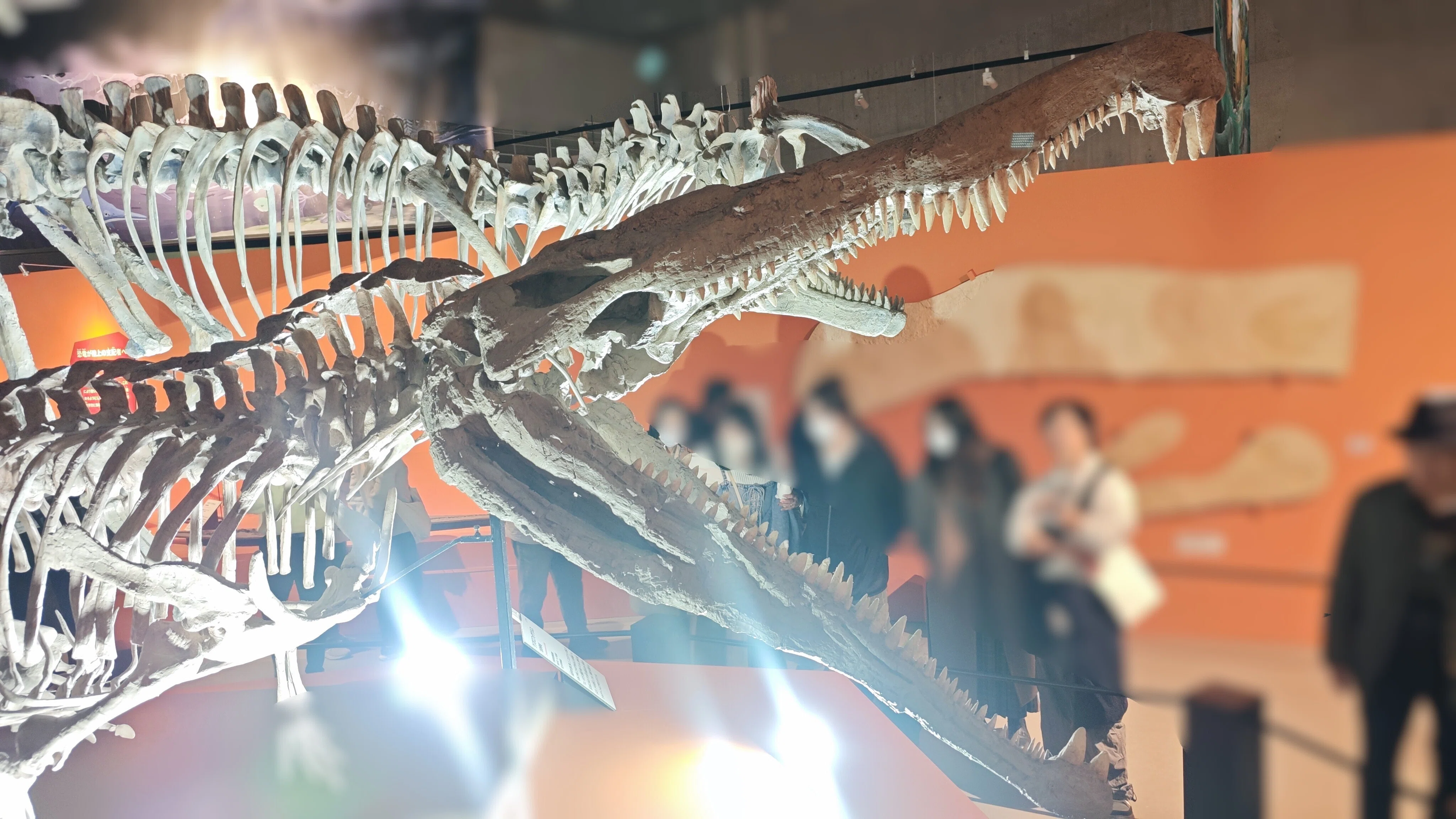 特別展】大絶滅展―生命史のビッグファイブ｜もんばん