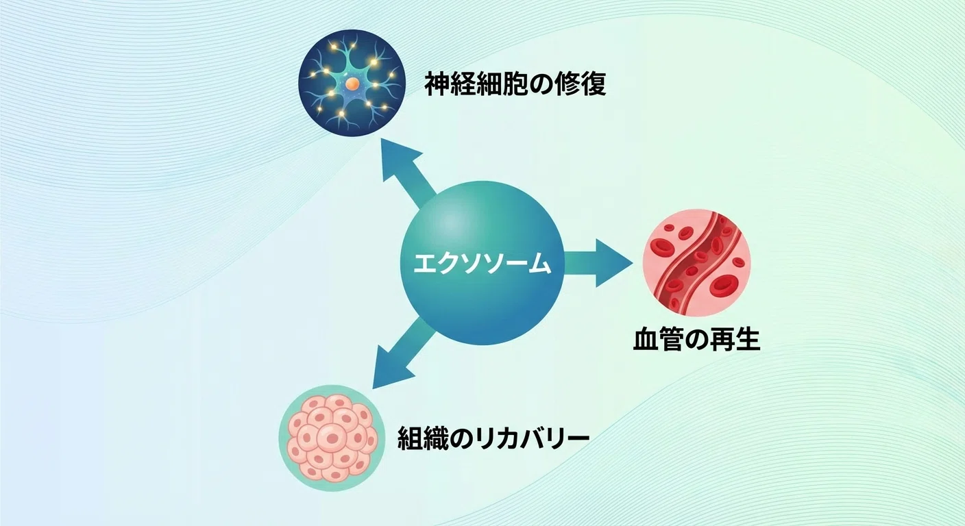 ED治療の新常識｜塗るだけで根本改善を目指す「幹細胞クリーム」という