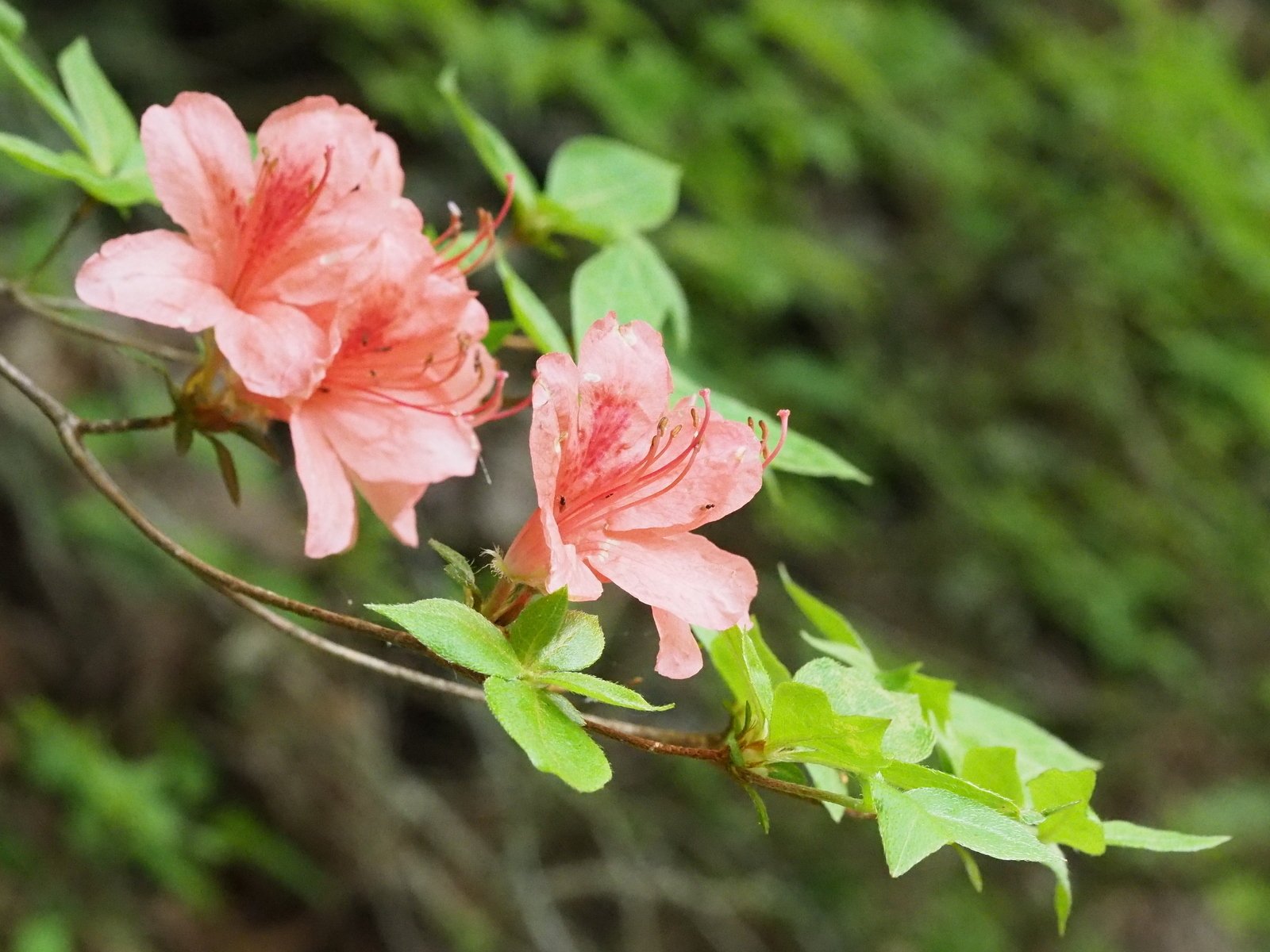 245．修験道場 山上ヶ岳のミツバツツジ｜sasayan