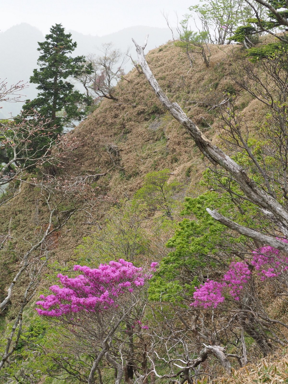 245．修験道場 山上ヶ岳のミツバツツジ｜sasayan
