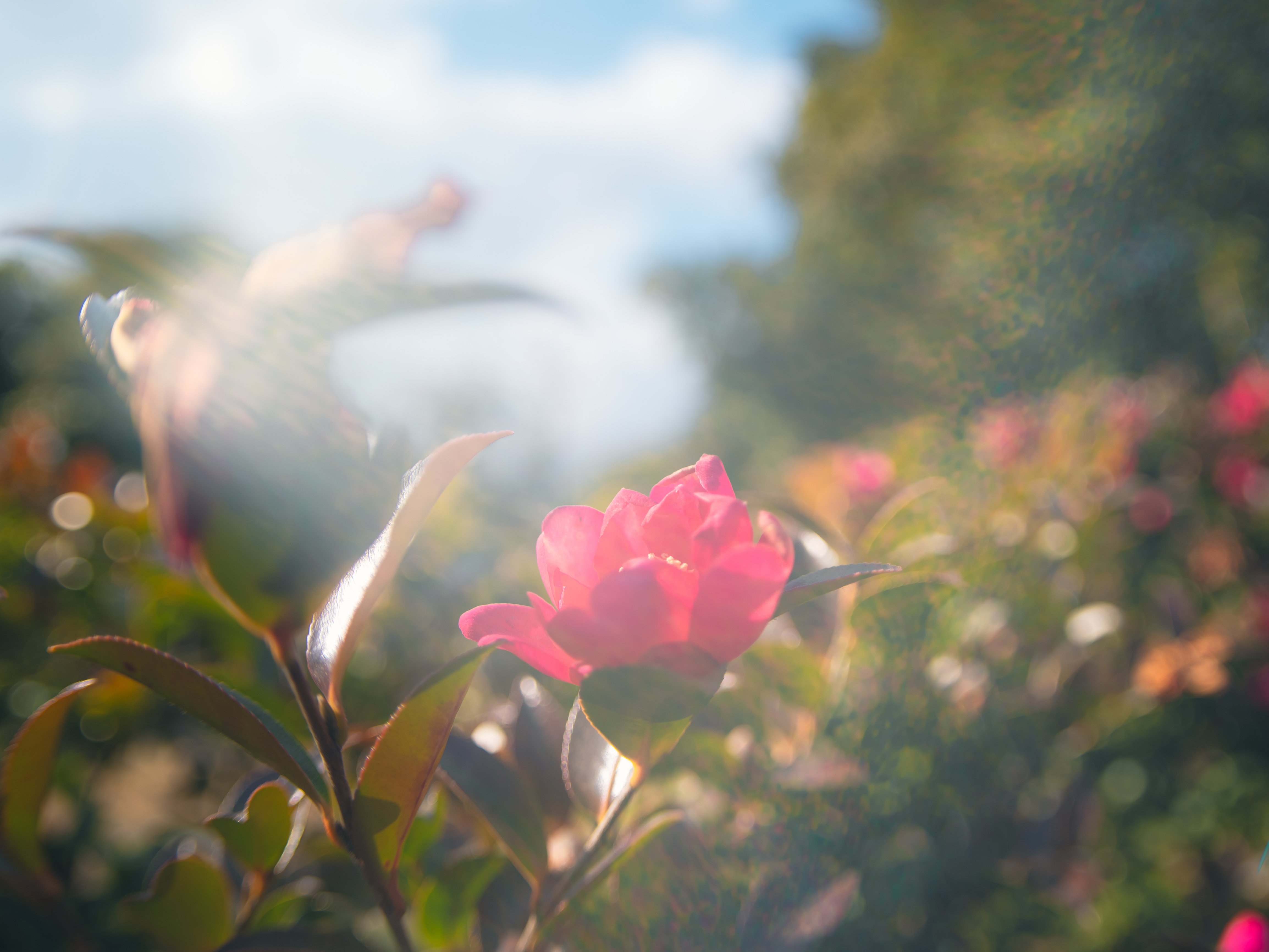 GFX用に魚眼レンズ:Arsat 30mm f3.5を買った。｜友人