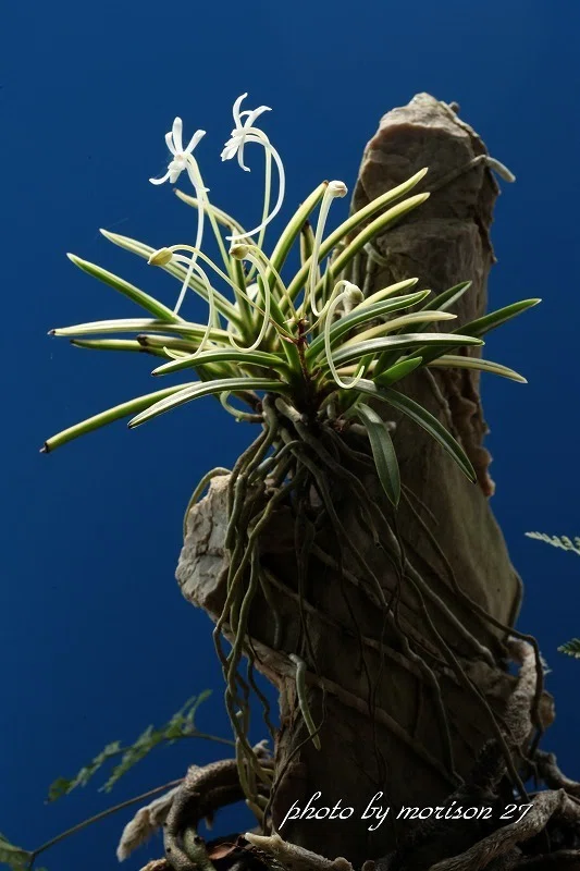 富貴蘭「御状覆輪の石付け」の花（過去の画像倉庫から）｜KJ Morison