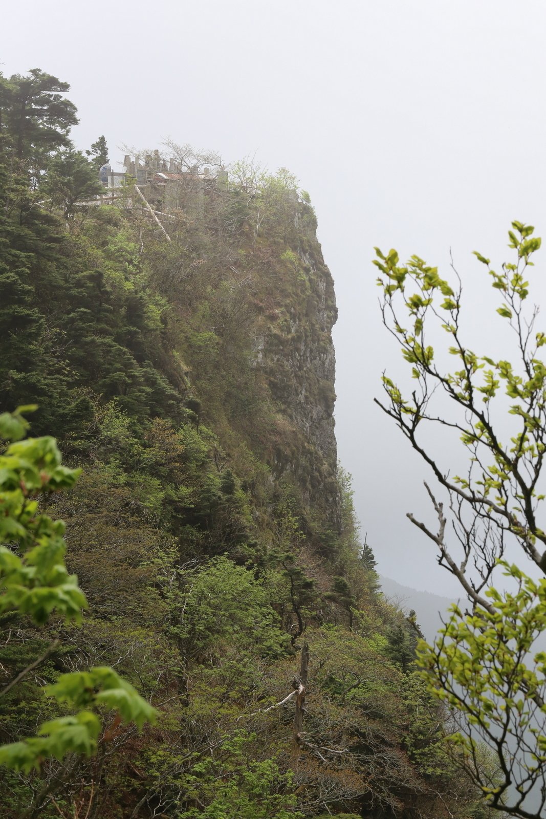245．修験道場 山上ヶ岳のミツバツツジ｜sasayan