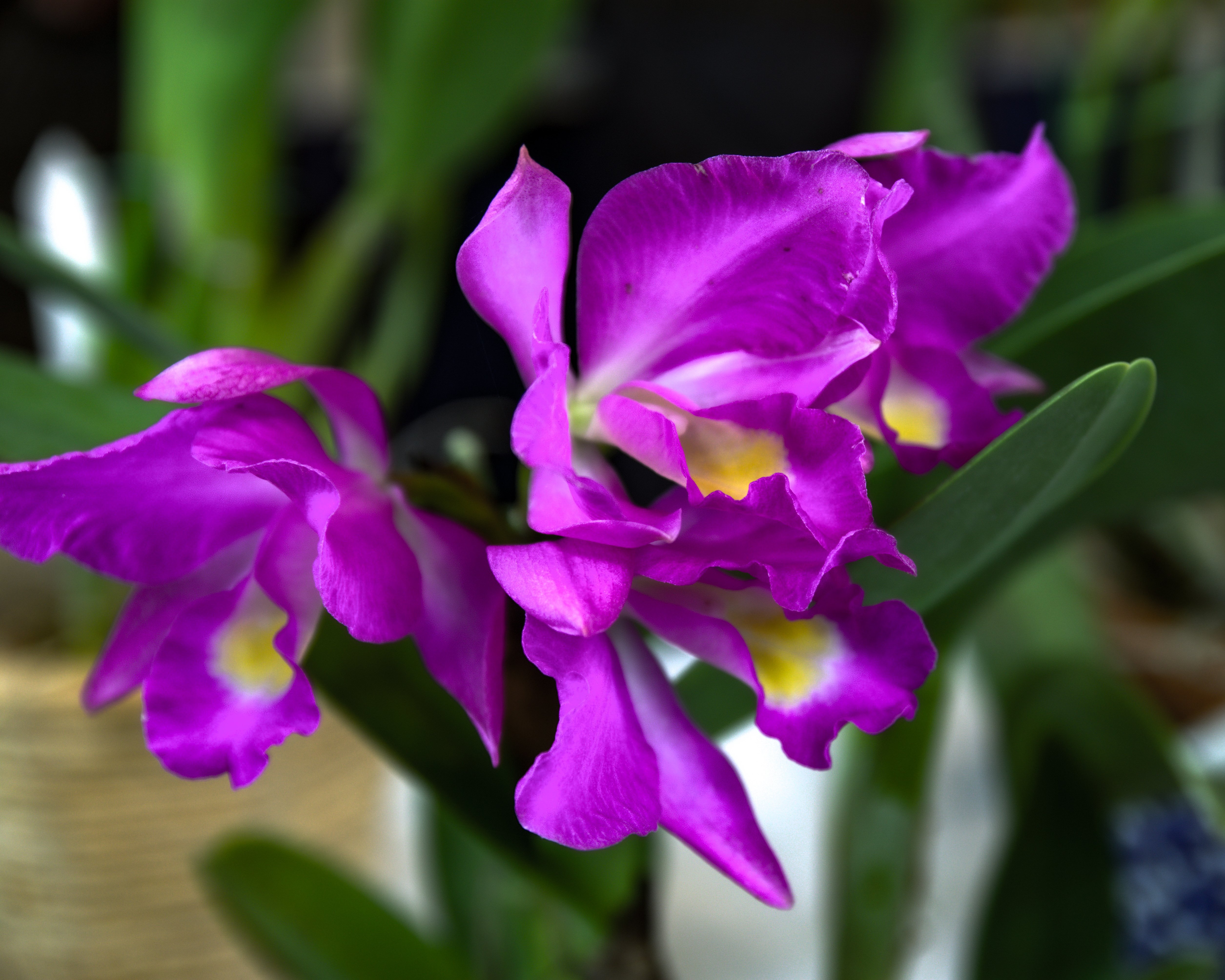 花の写真｜洋らん｜よさだや