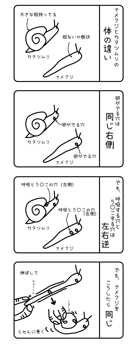 カタツムリ ナメクジ 違い