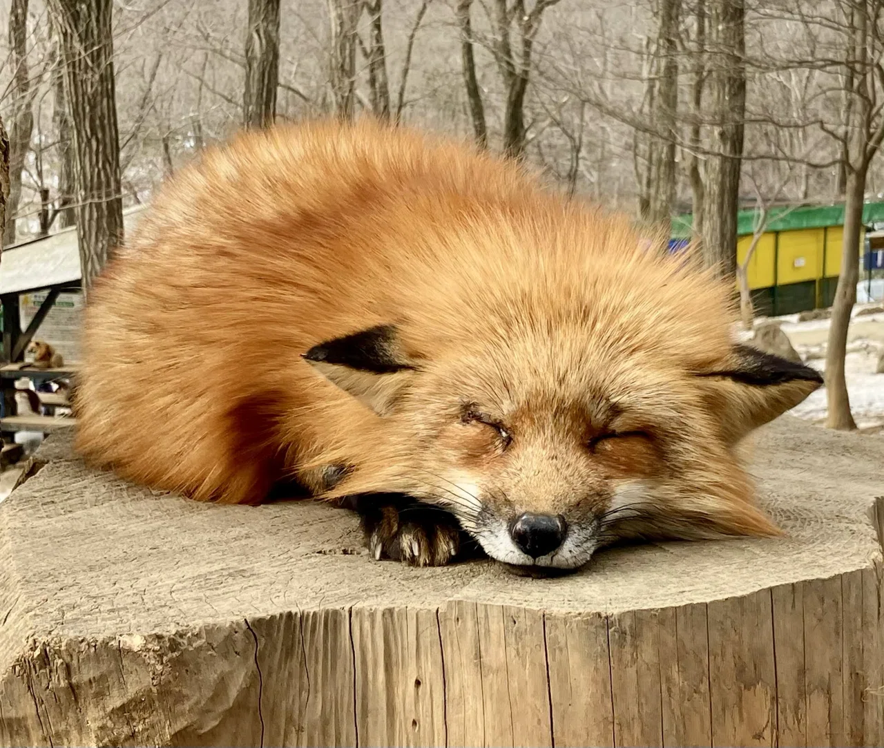 きつね様　確認用 Brown Platinum Fox (Zao Fox Village, Miyagi, Japan) January 21