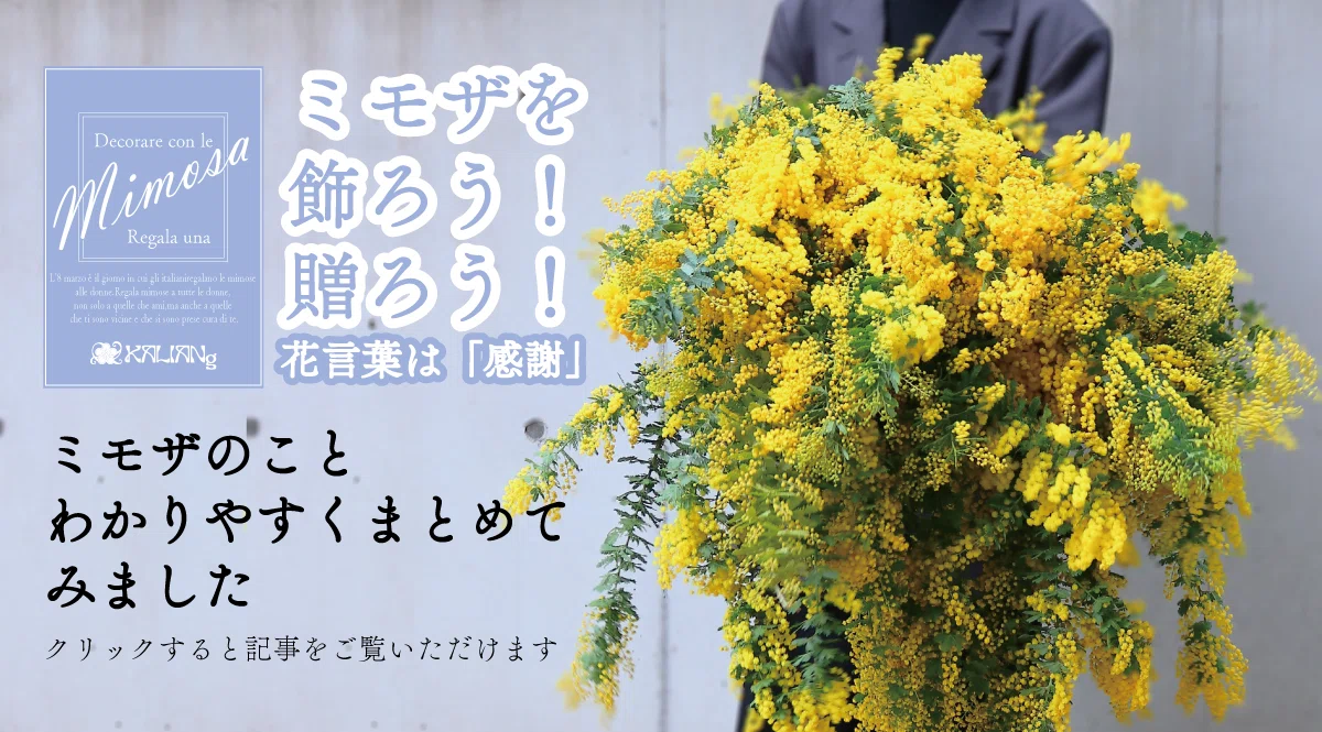 ミモザの秘密の話｜KALIANg Floral Labo