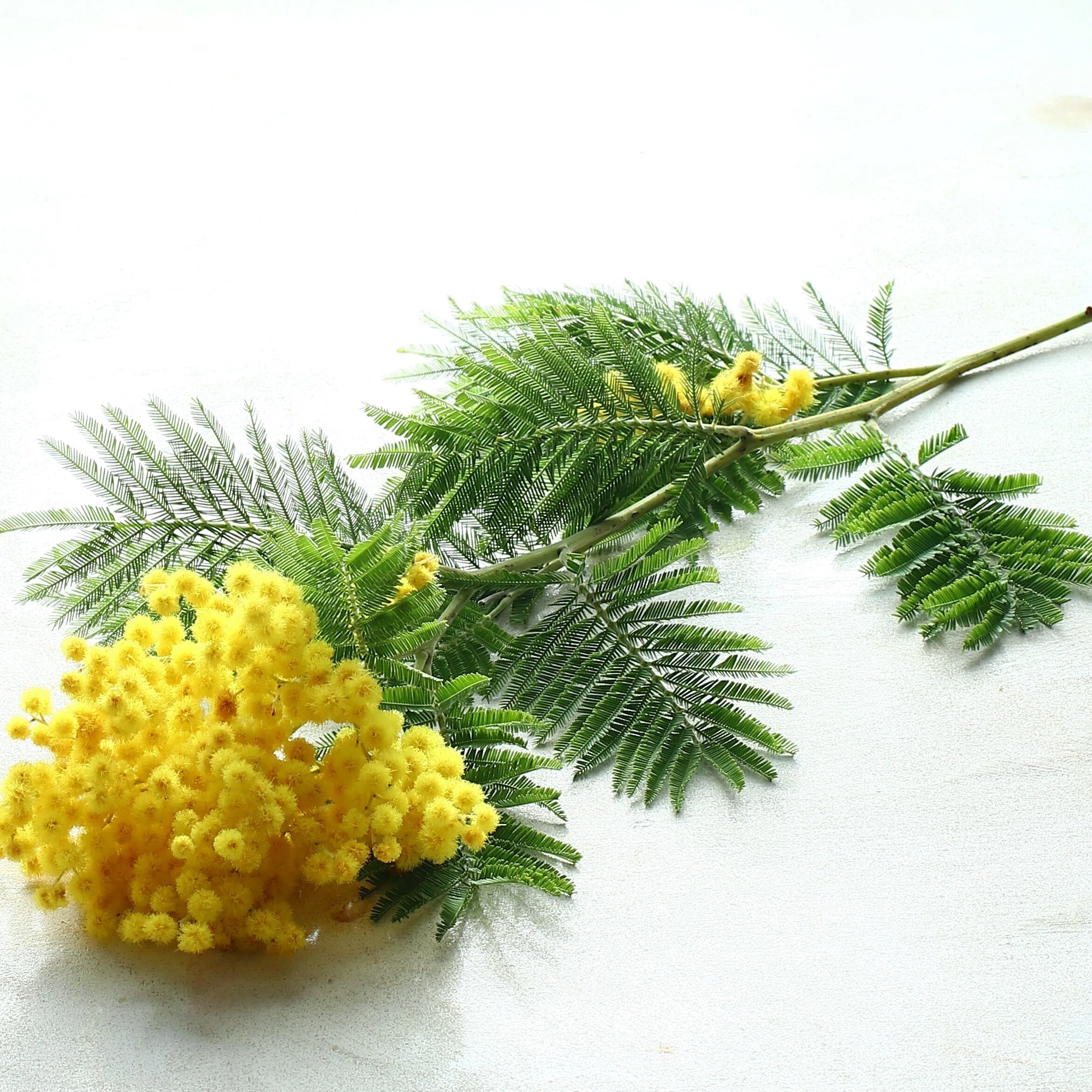 ミモザの秘密の話｜KALIANg Floral Labo